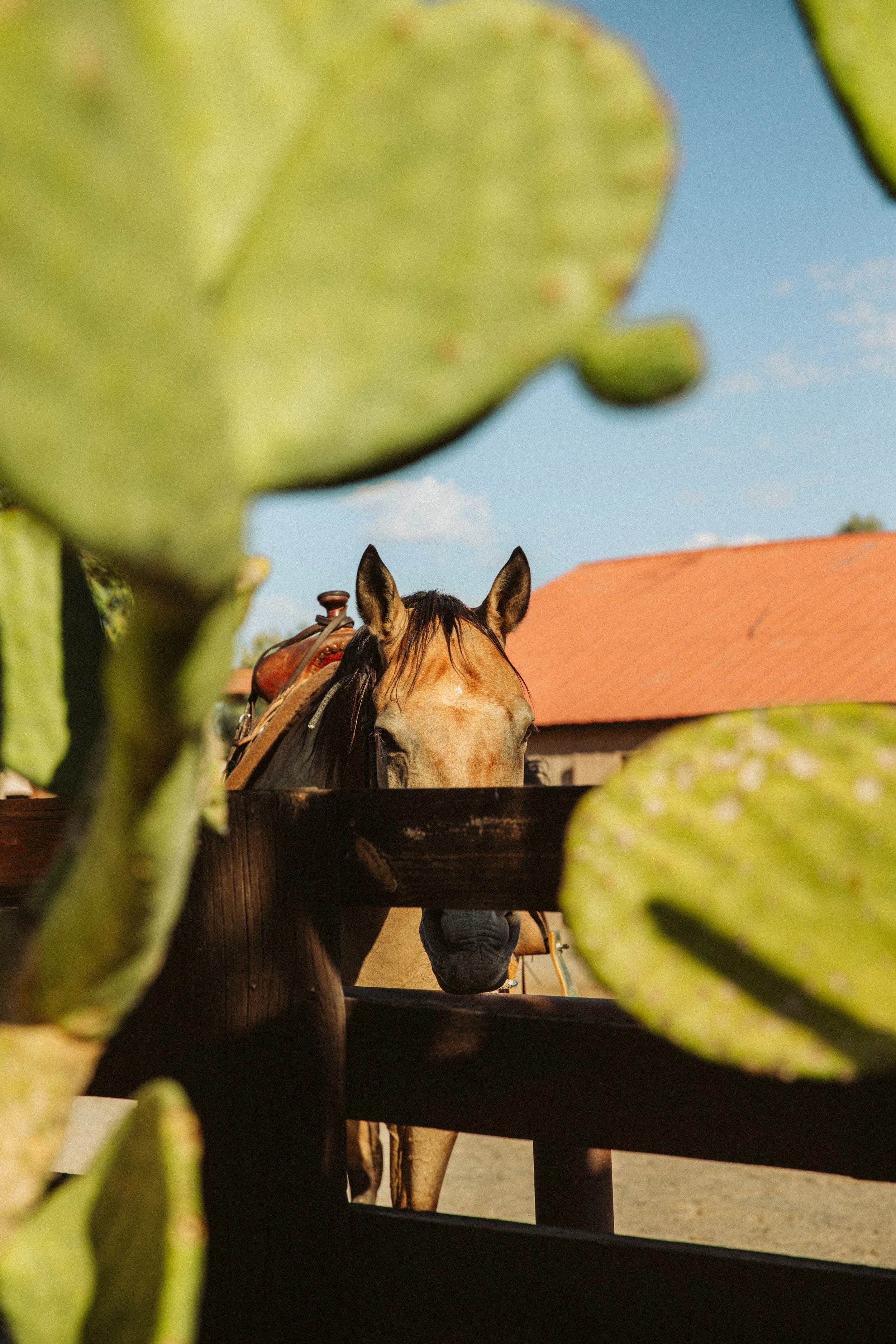 Horse Behind Prickly Pear Cactus