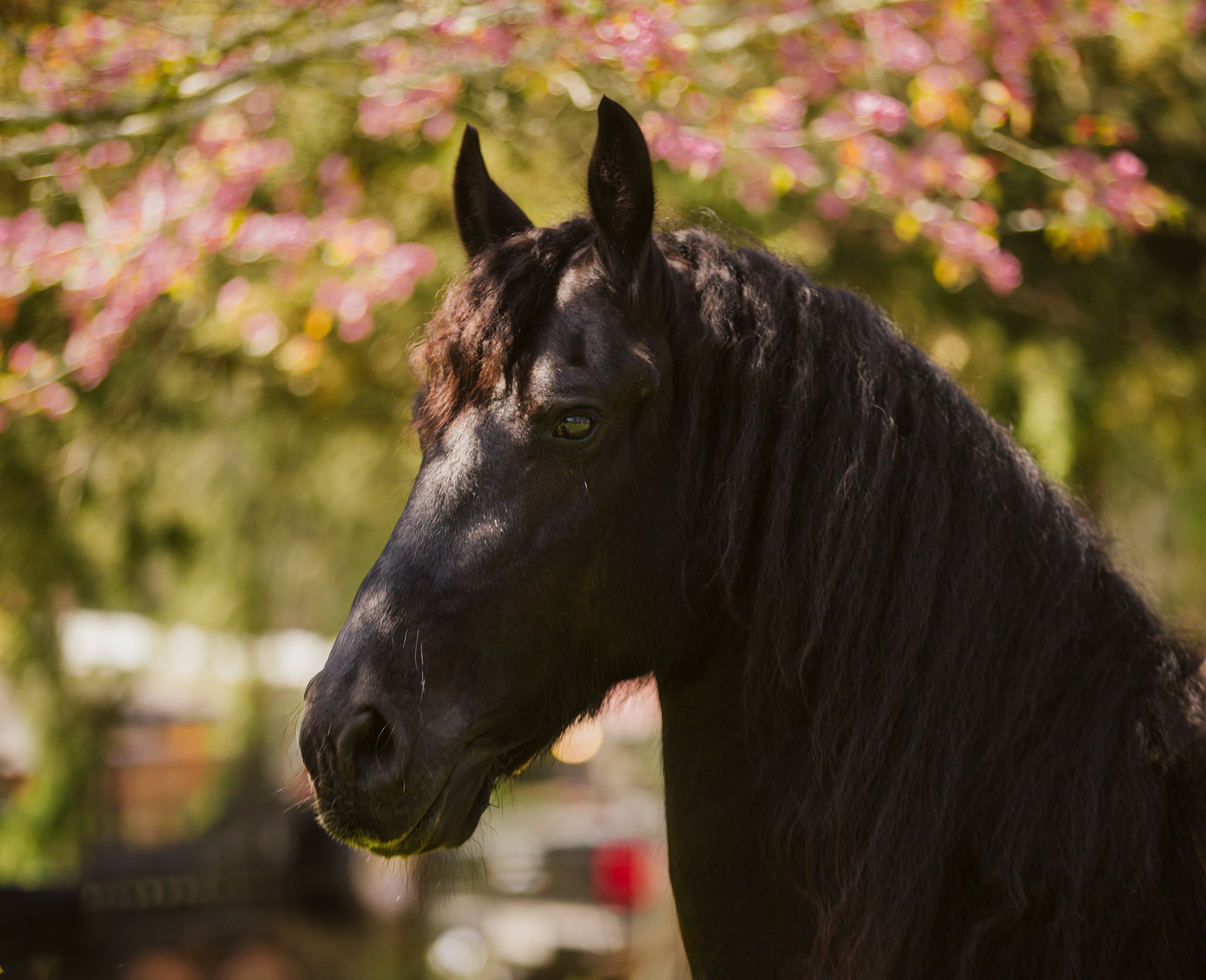 Black horse portrait with spring blossoms