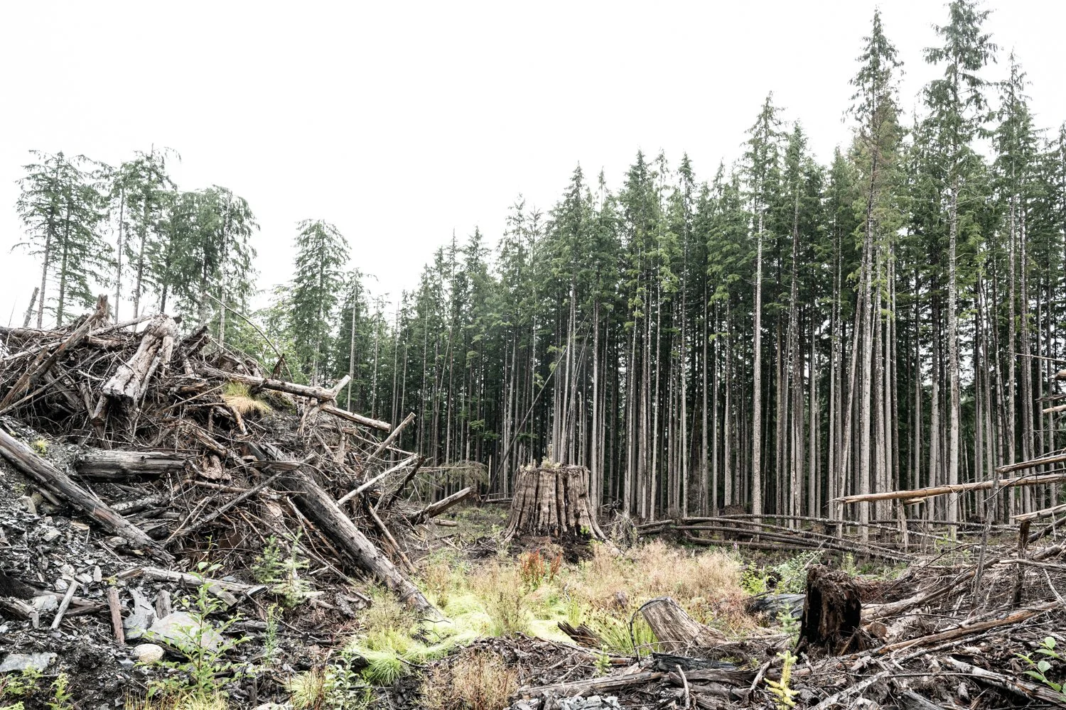 vital impacts-24.jpg