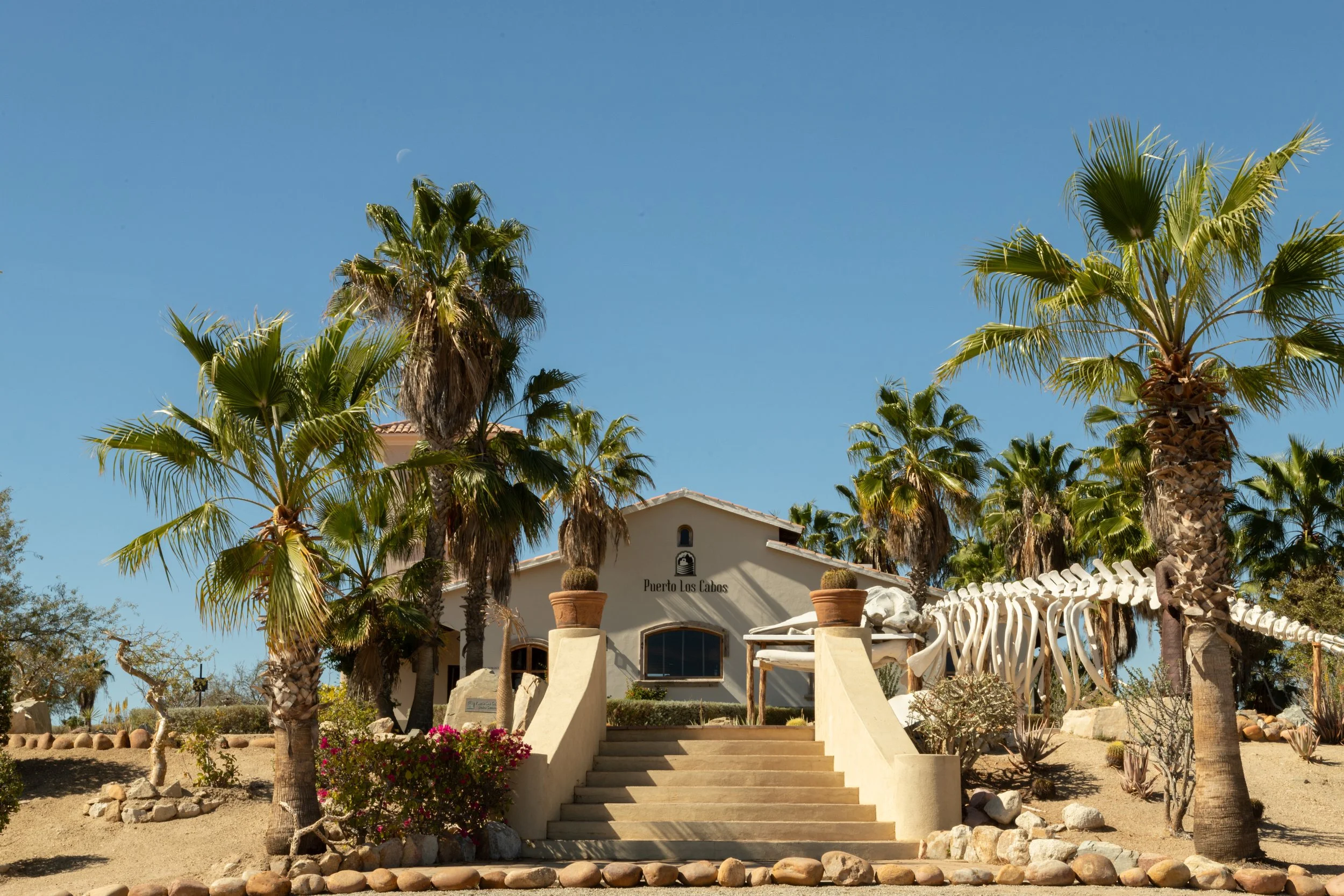 A white building with a sign that says 'Puerto Los Cabos' is surrounded by palm trees and desert plants under a clear blue sky with a crescent moon visible.