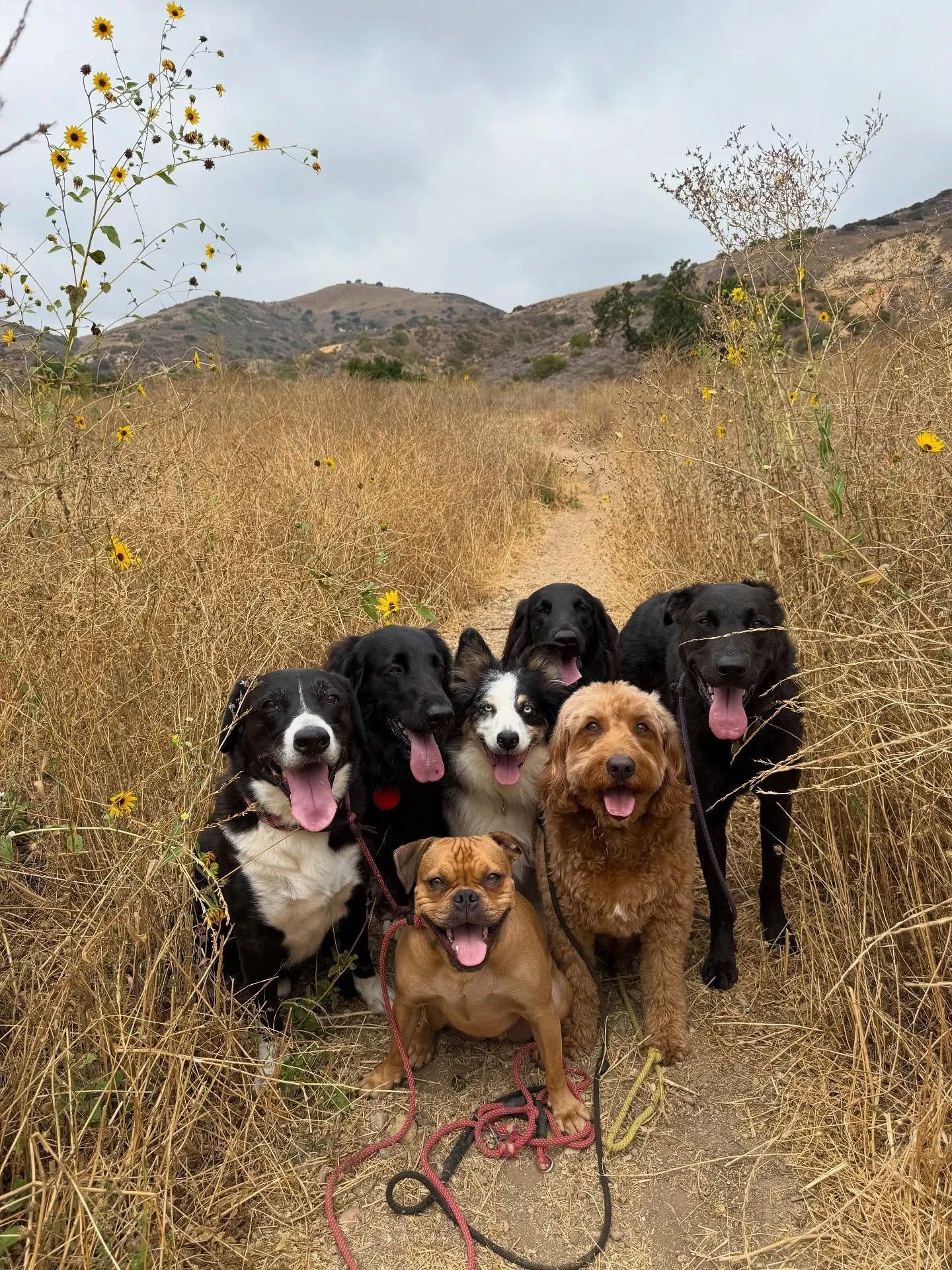 Just some of my favorite lil moments with animals the past few months in no particular order 💘😇✨

#dogwalker #packhikes #horses #happydogs #dogtraining #topanga
