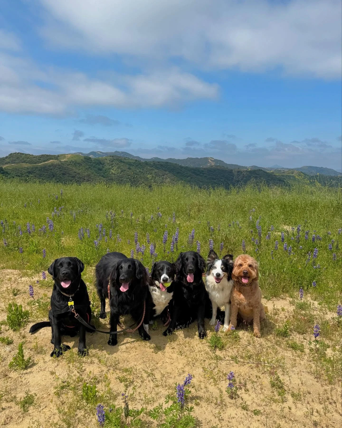 Me &amp; Animals in the Spring 🐕🌼😌 still can&rsquo;t believe it&rsquo;s my job spend my days in the sunshine and flowers with these angels 💘

 #dogwalker #packhike #packwalk #wildflowers #happydogs #dogs
