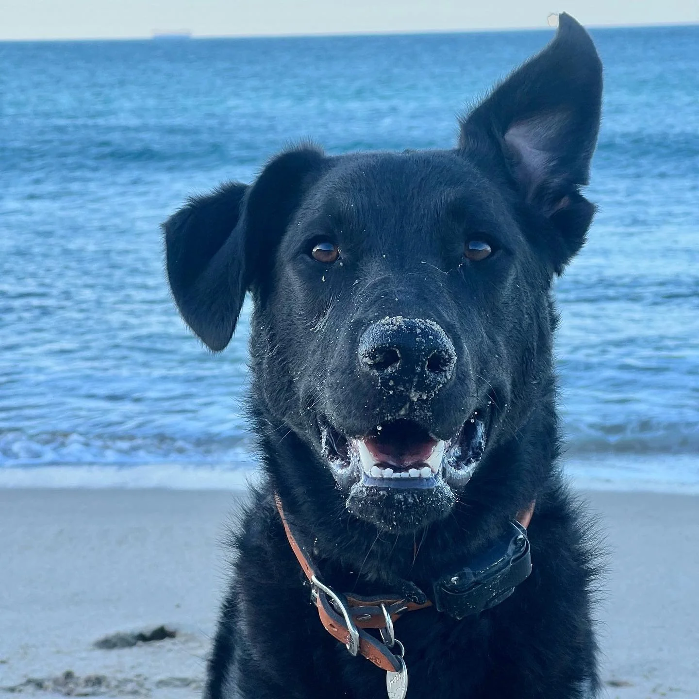 Poppy&rsquo;s 1st time tent camping!! She was a natural 😇 So grateful for her trust in me and the relationship we have built. I love my little girl 🌸 🐺