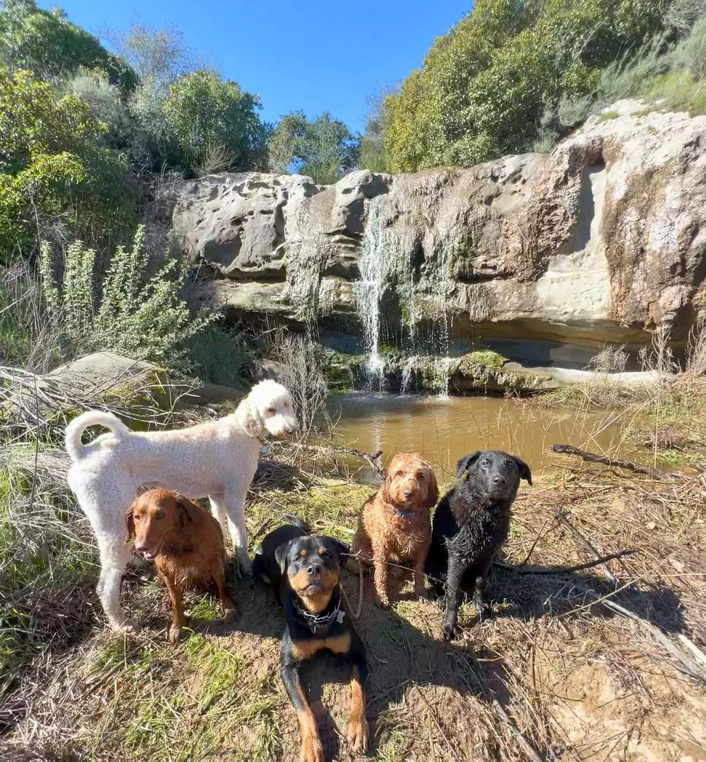 worth the permanent wet dog smell in my car 🙃
.
.
.
,
.
.
.
.
.
#dogs #dogwalker #waterfall #losangeles #dogsofinstagram #happydogs #adventuredogs #hiking #dogsonhikes #packhike #packwalk