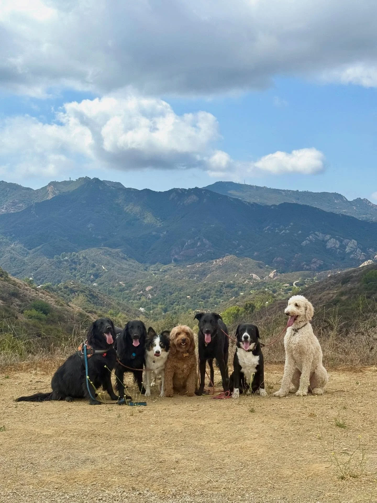 Happy New Year from Me &amp; Animals 🩵

It&rsquo;s been another amazing year with the pack&mdash;full of time outside and special moments with your dogs. 🌲🐕 A HUGE thank you to my clients for trusting me with your dogs!!! It means the world to me 