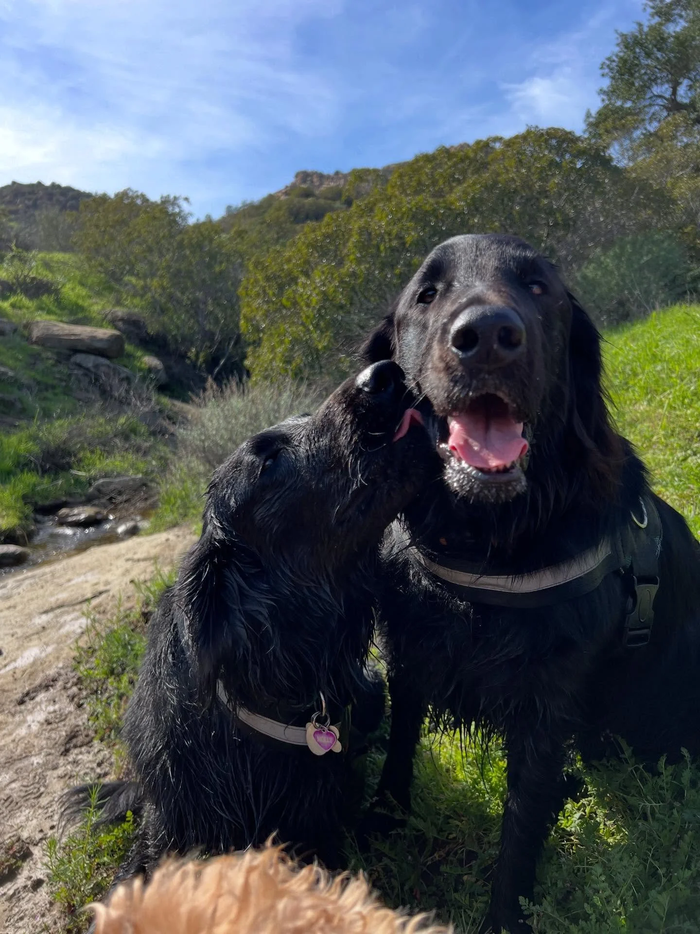 Ohhhh my ladies, Bella &amp; Molly 🖤 🖤 
It breaks my heart to say goodbye as these two move on to their next chapter in the desert 💔 
Bella &amp; Molly have been with me through so much. They came into my life when Gracie was alive and well &amp; 