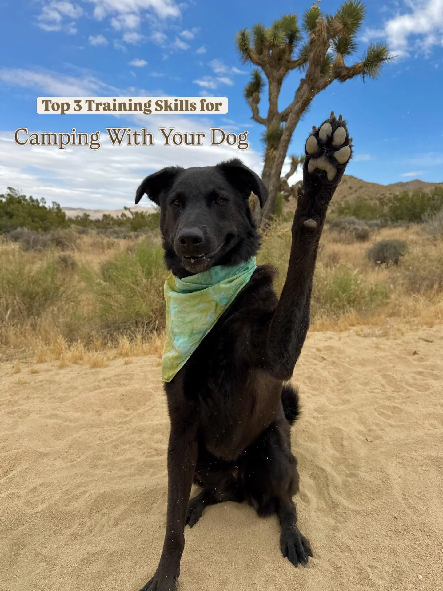 Camping with Poppy is my  happy place!! 🥲🩵✨

To make our adventures enjoyable and safe, I incorporate the following training elements-

1. Place: A designated safe spot for your dog to calmly hang out while you're occupied with camp chores.

2. Tet