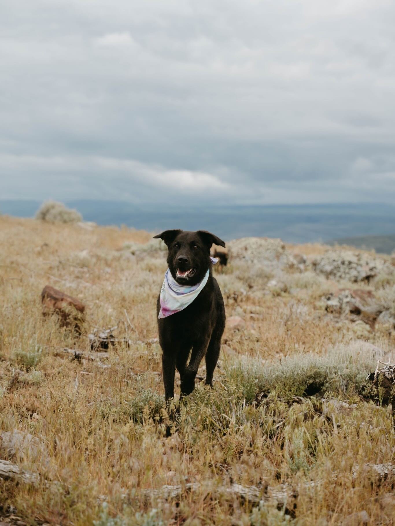 Utah 💘 was lucky enough to spend 9 days exploring, hiking, camping, dog training, riding&hellip;disconnecting.
So much to say, but I am beyond grateful to learn from two amazing trainers @packlife_la @petesadventurepack and so proud of Poppy &amp; o