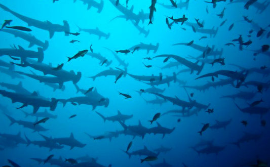 Buceo en Cabo Pulmo (AGOTADO)
