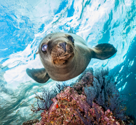 Buceo con Lobos Marinos (Luna de Miel)