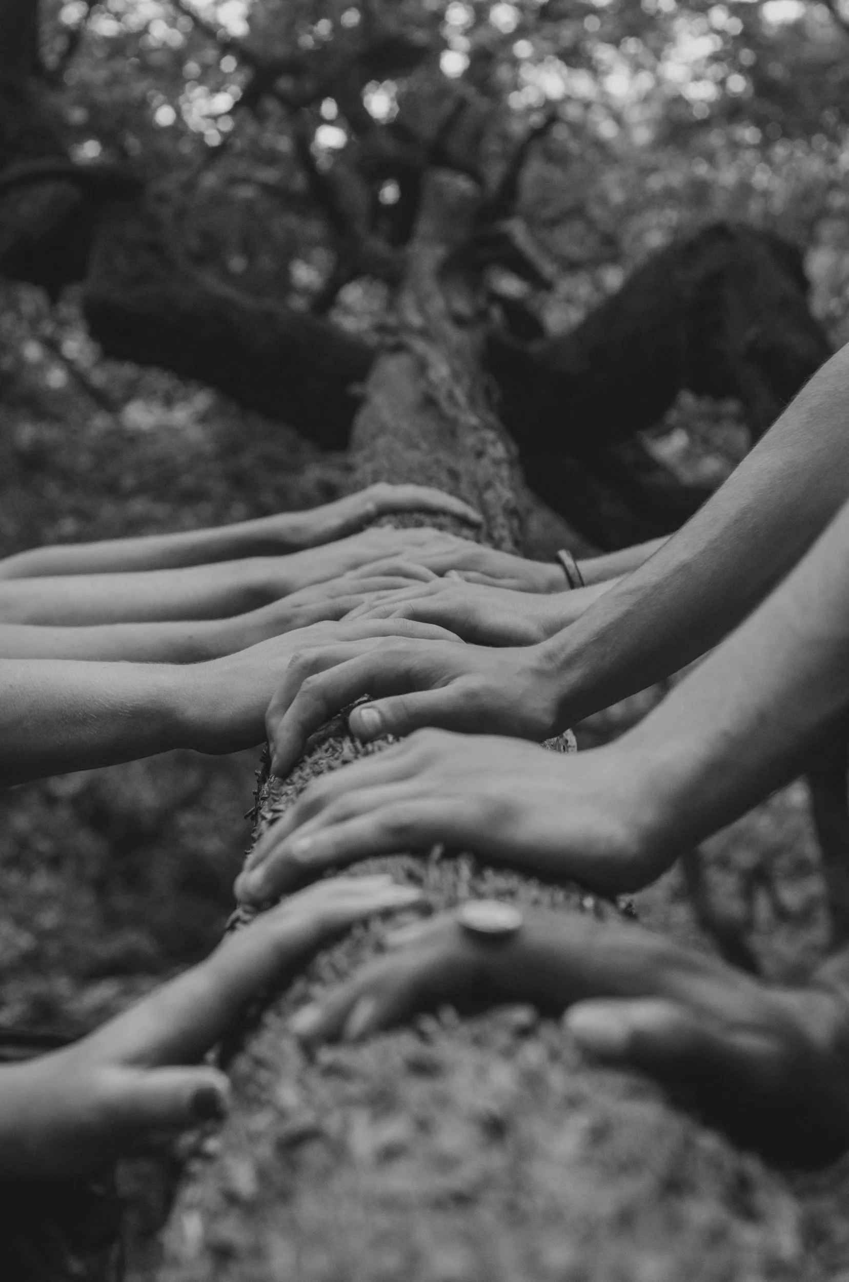 Black and white photo of multiple hands resting on a tree branch in a forest setting.