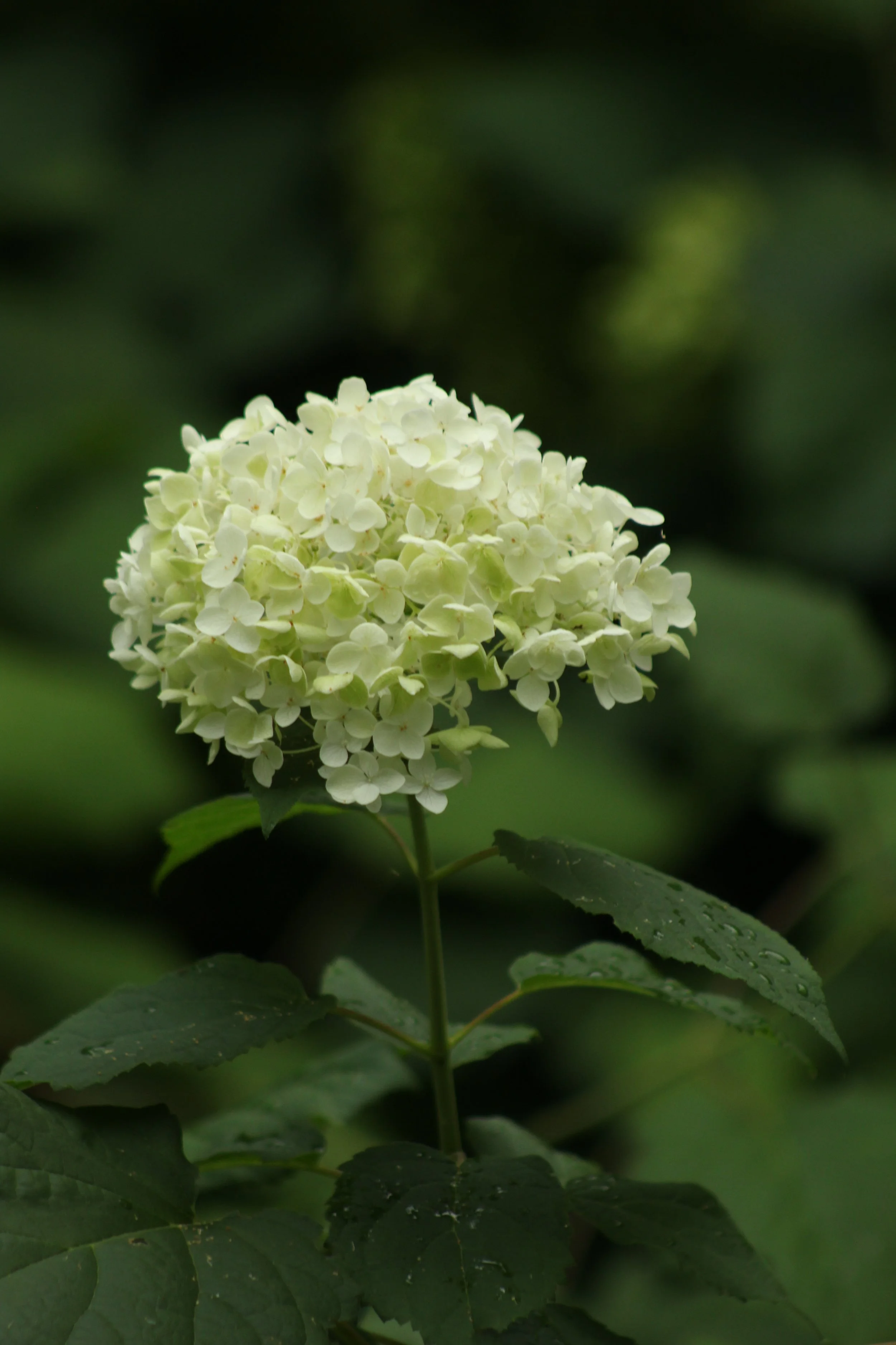 A close-up of a white hydrangea flower with green leaves against a blurred green background.