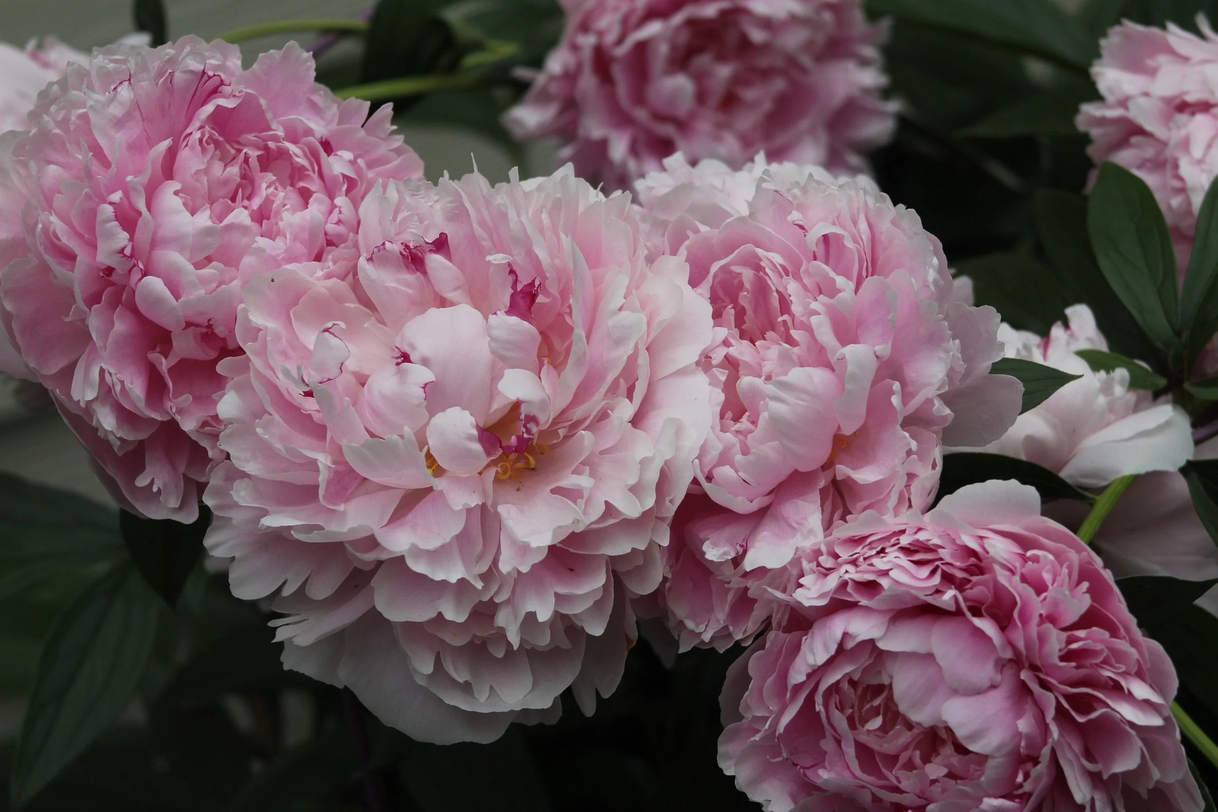 Close-up of pink peony flowers in full bloom with green leaves in the background.