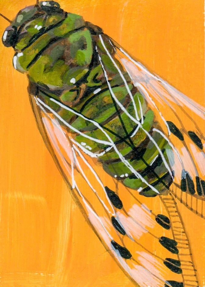 Cicada1.jpg
