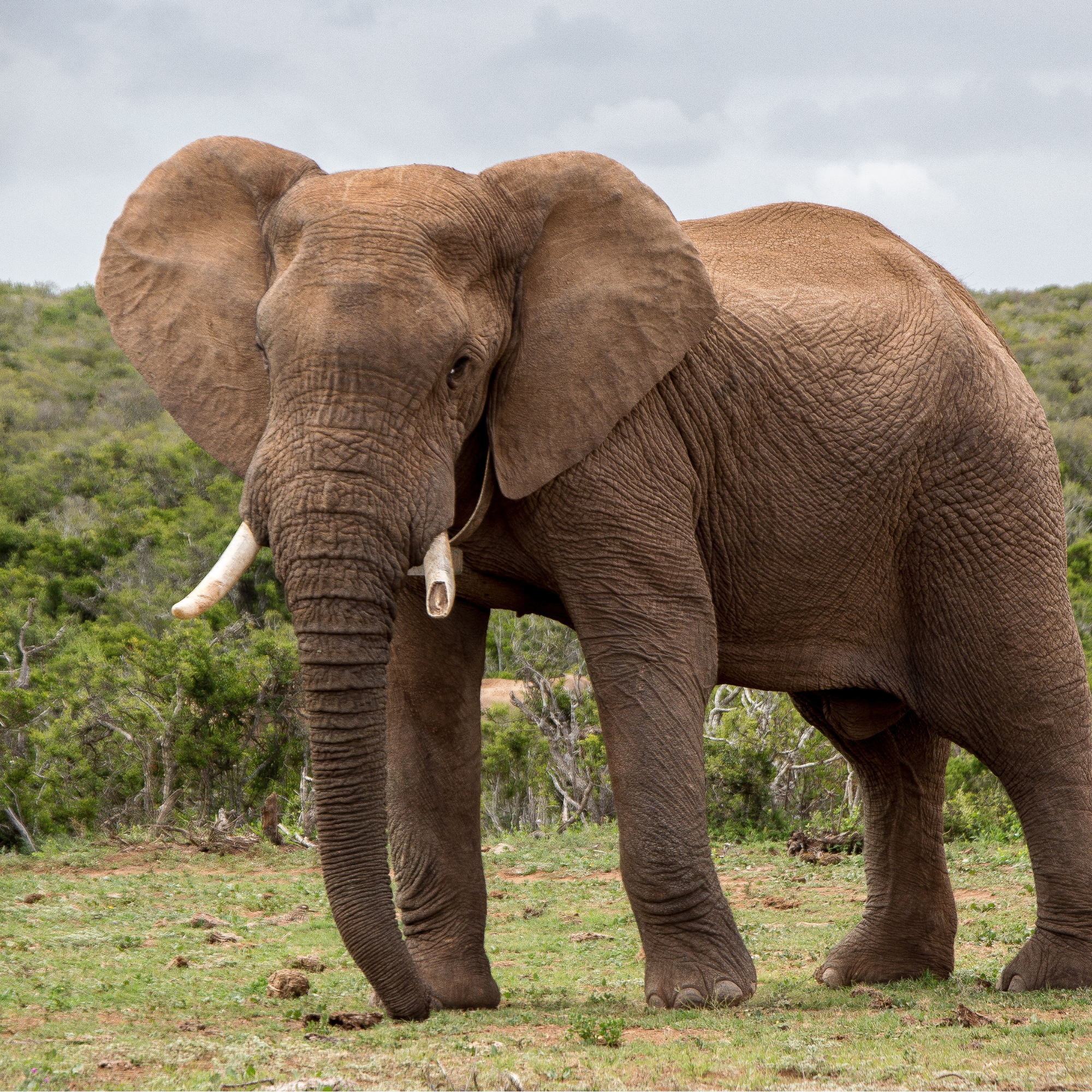 Elephant Sponsor Table - 2 Available