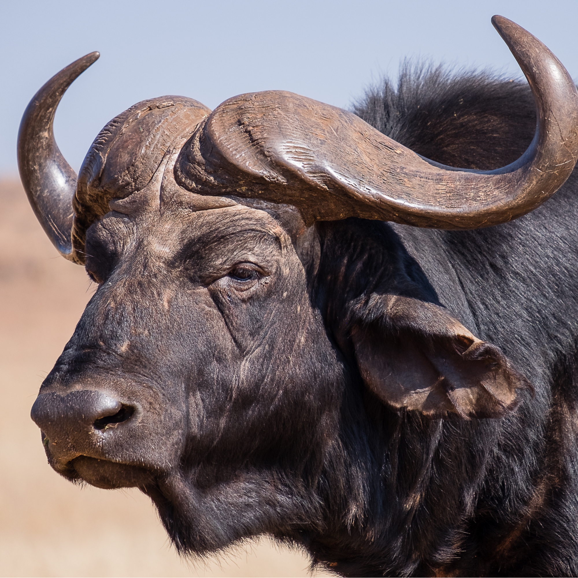 Buffalo Sponsor Table