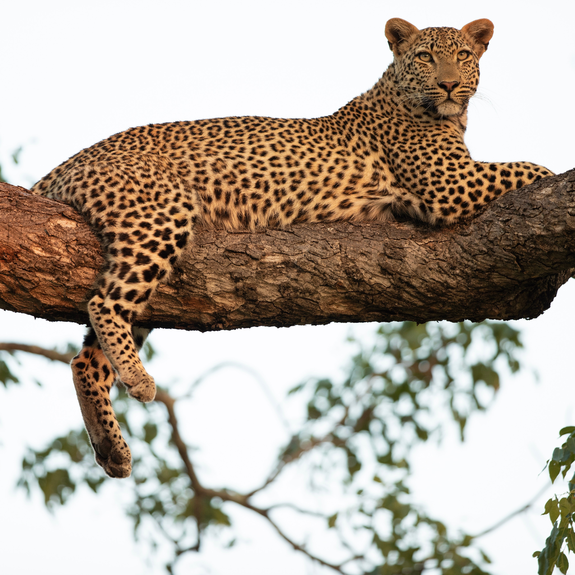 Leopard Sponsor Table