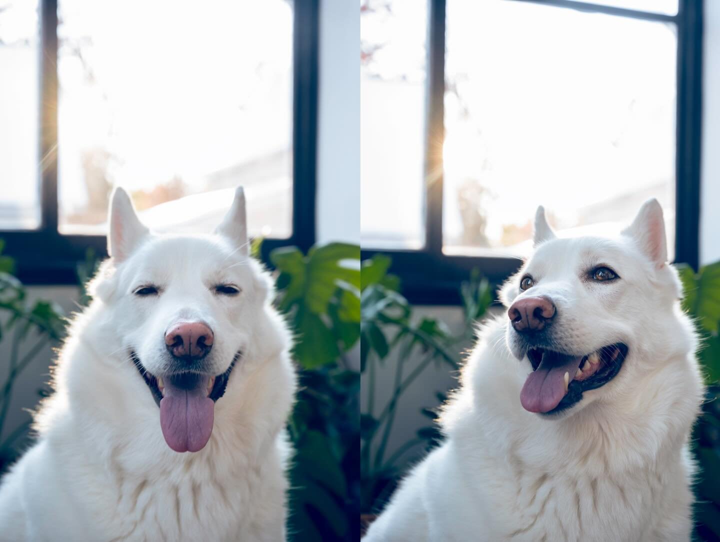 My beautiful Gwen. I had to say goodbye to my rock today. She made the last 8 insane years of my life so great. The universe took her away from me too soon. I&rsquo;m destroyed. 

At 26 I adopted this young pooch and I didn&rsquo;t know she had a tem