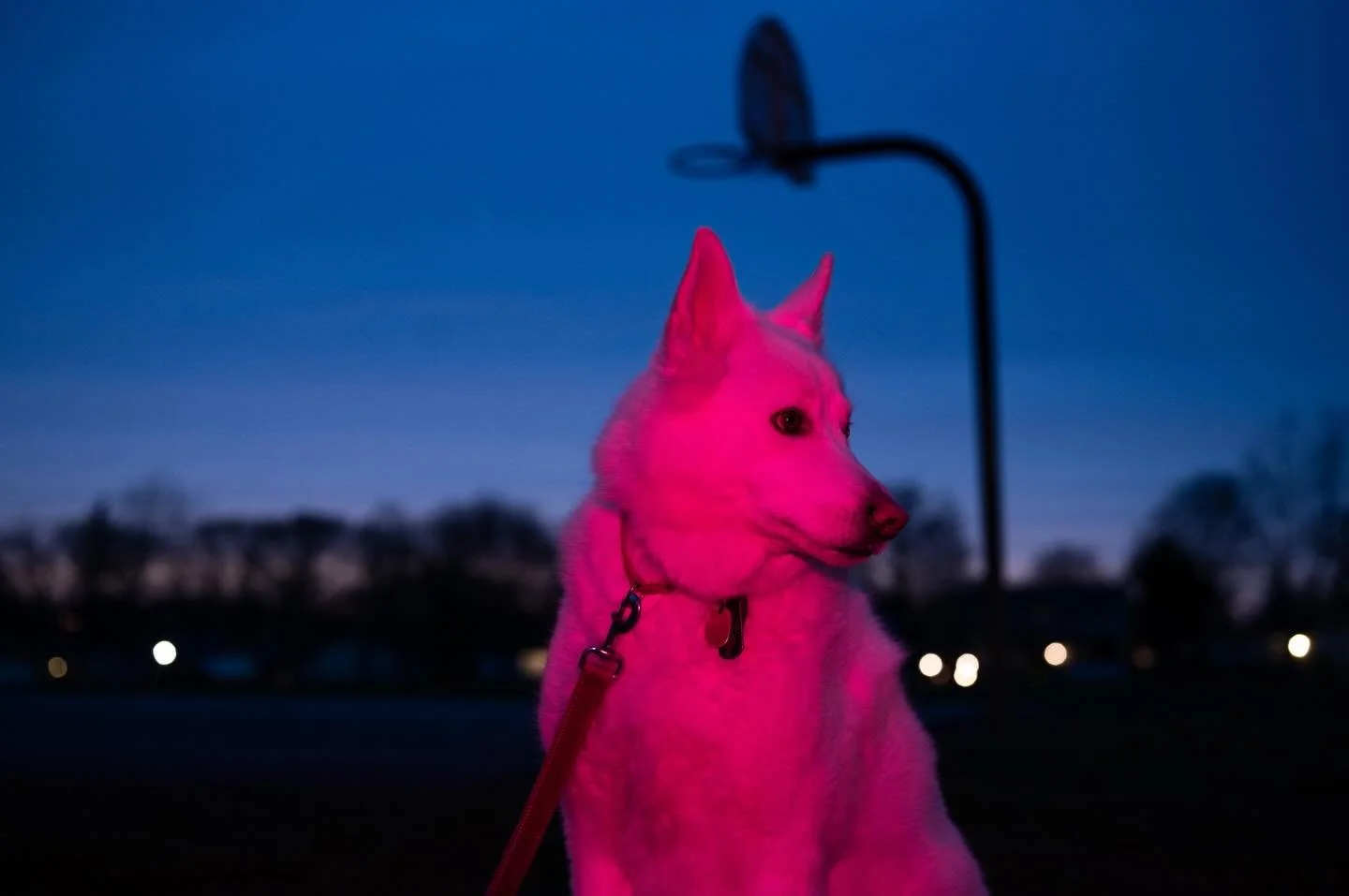 Alright one more set 🐾 About 2-3 years ago I was pretty obsessed with shooting with gels. I took my favorite model out for some tests one night while out on Long Island. I wish we did more. Pink dogs forever 🩷
