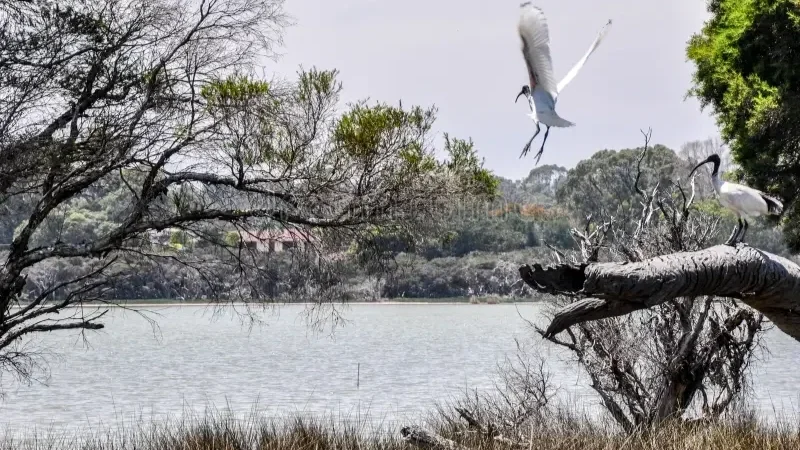 australian-white-ibises-taking-flight-lake-coogee-two-one-one-thick-tree-branch-wetland-setting-western-64473572.webp