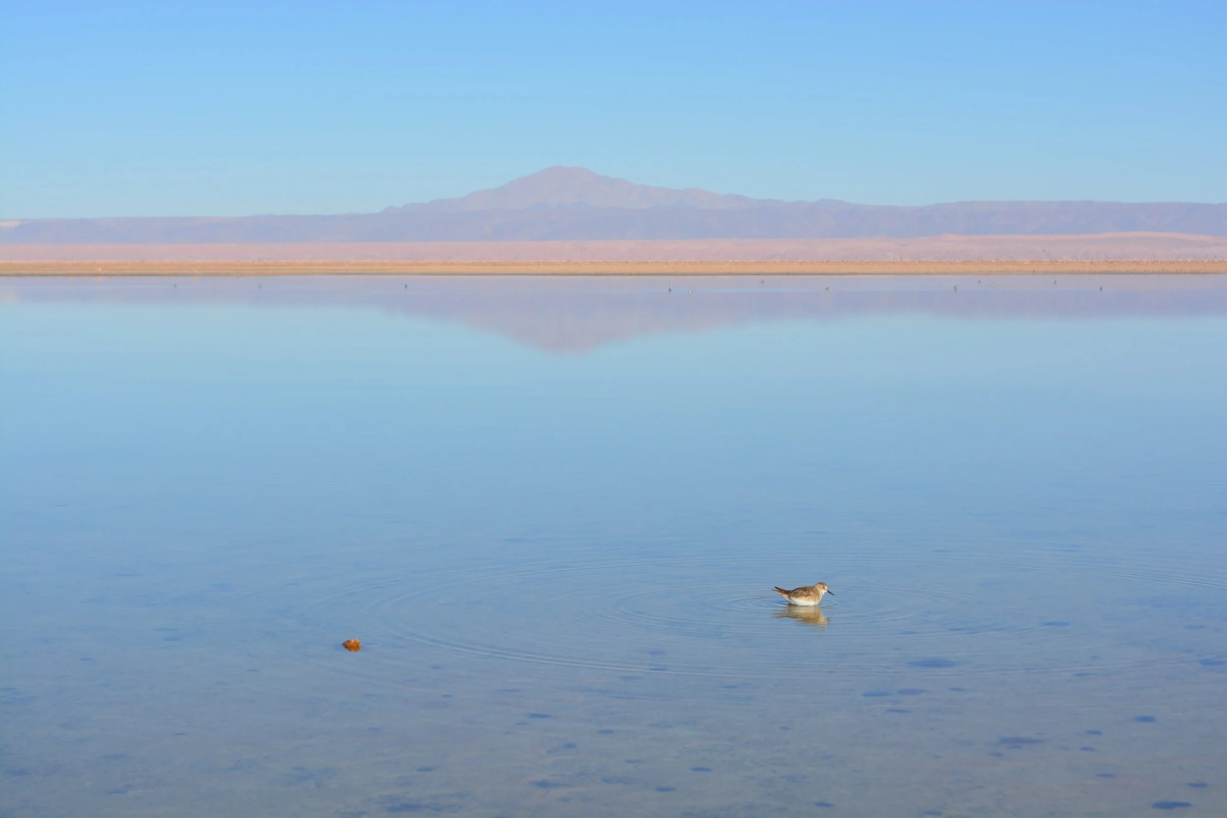 Paisagem de um lago com água calma, refletindo o céu azul, uma ave nadando na água e uma montanha ao fundo sob céu claro.