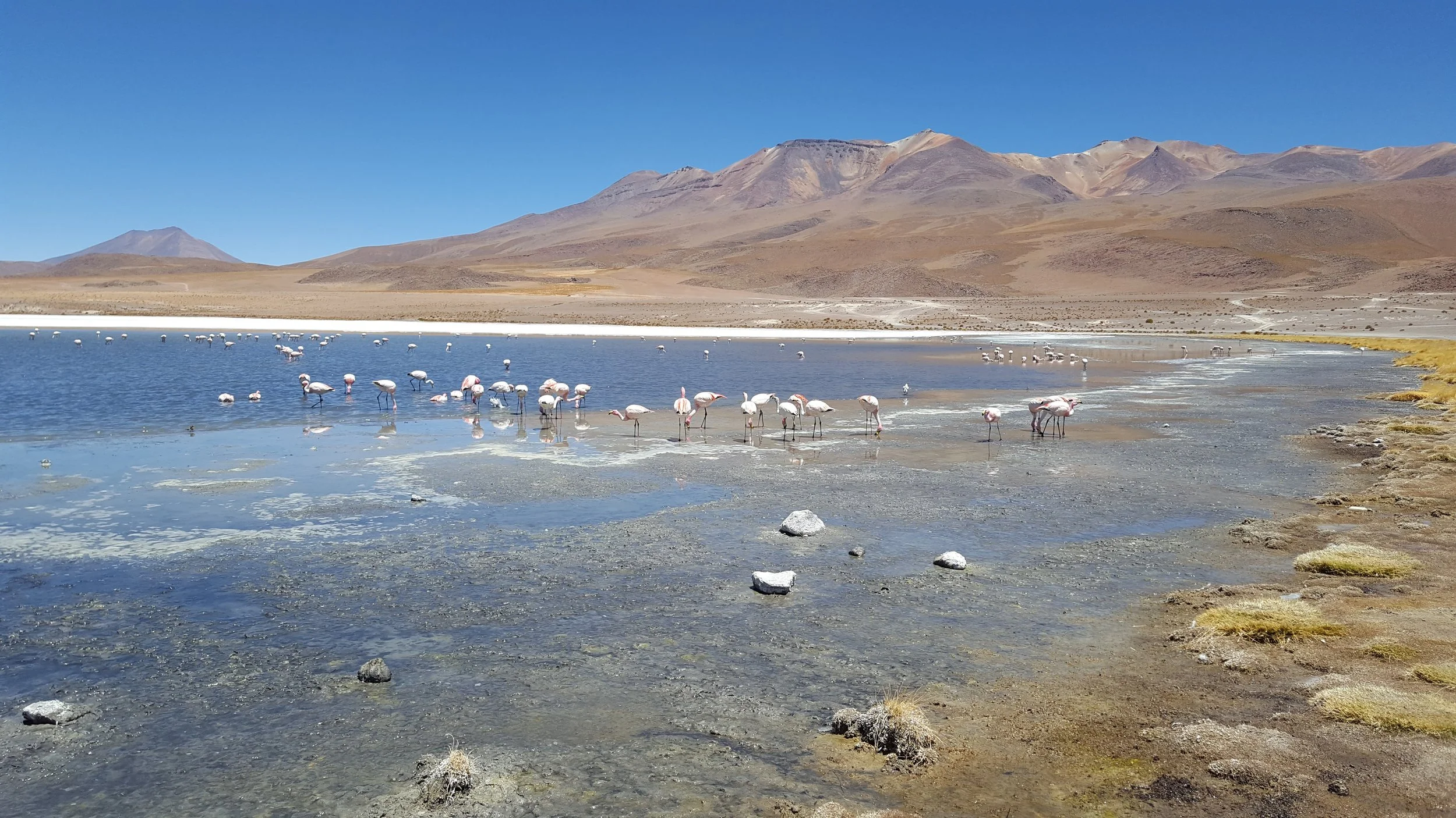 Vários flamingos brancos e rosa empoleirados na margem de um lago de água clara, com montanhas áridas ao fundo sob um céu azul claro.