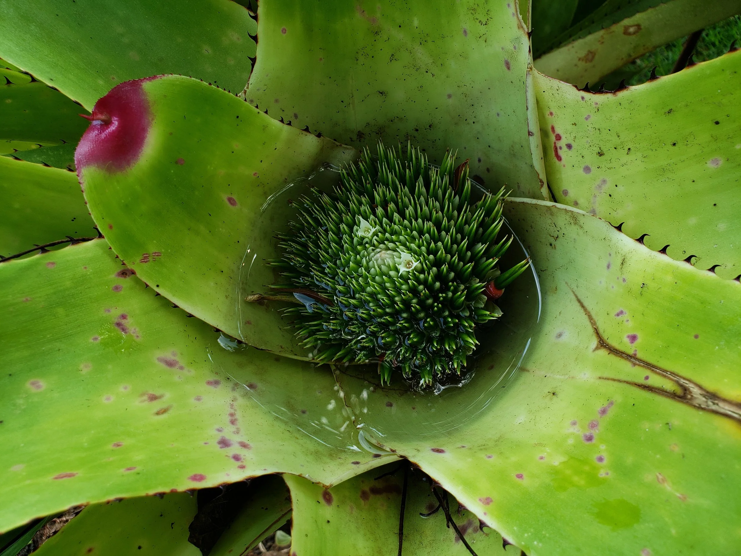 Folhagem de planta suculenta com espinhos e uma flor central, folhas verdes com manchas roxas.