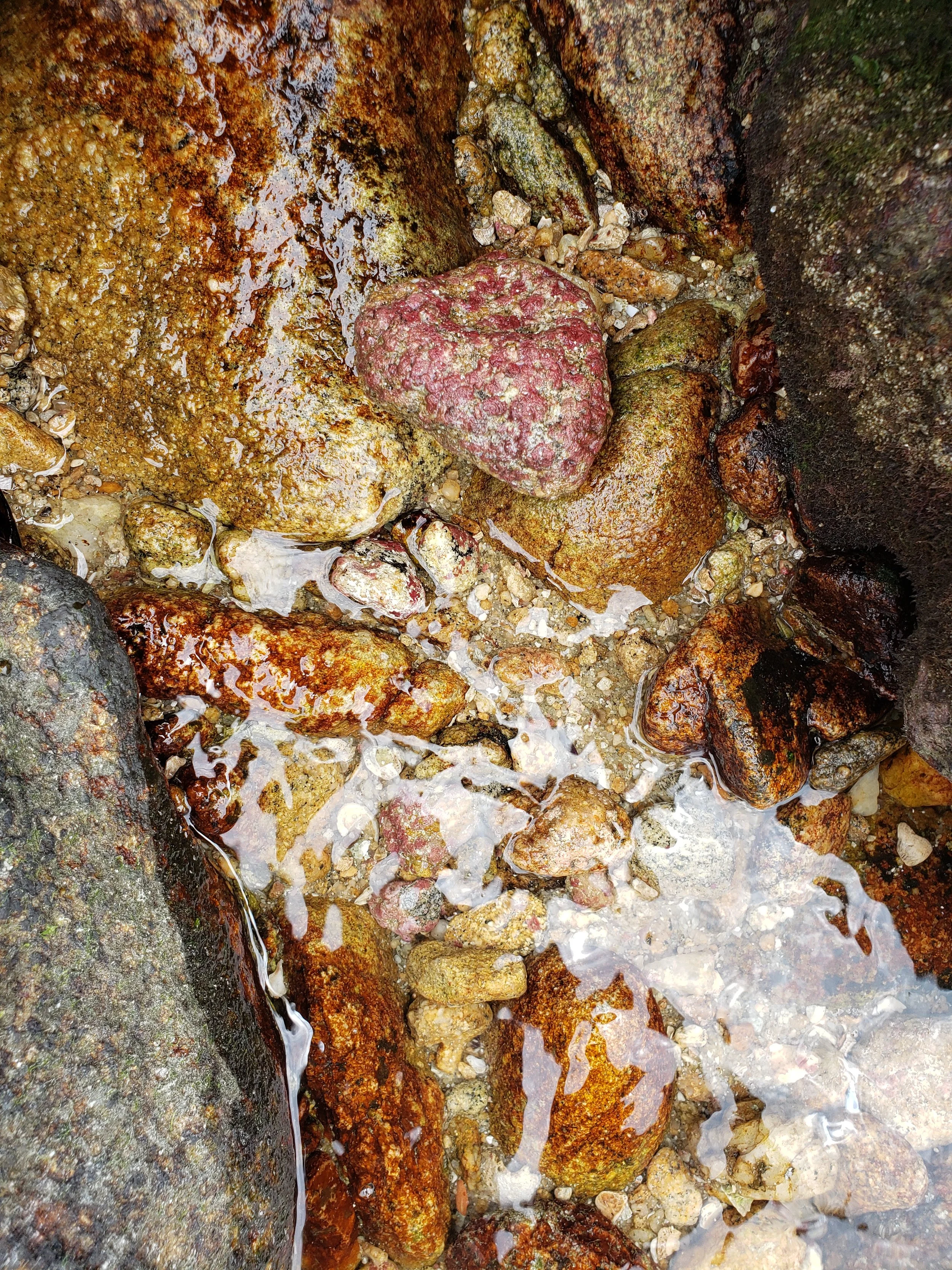 Pedras de vários tamanhos e cores, algumas com algas ou musgo, em uma enseada de praia com água cristalina.