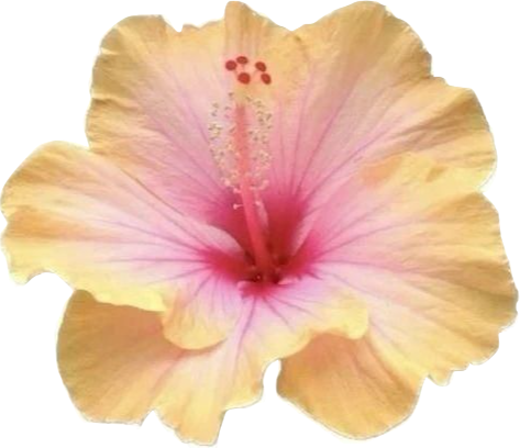 A close-up of a peach-colored hibiscus flower with prominent pink-stained stamen and pistil.