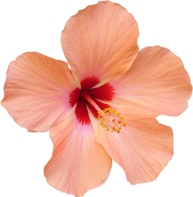 Close-up of a pink hibiscus flower with red center and yellow pistil.