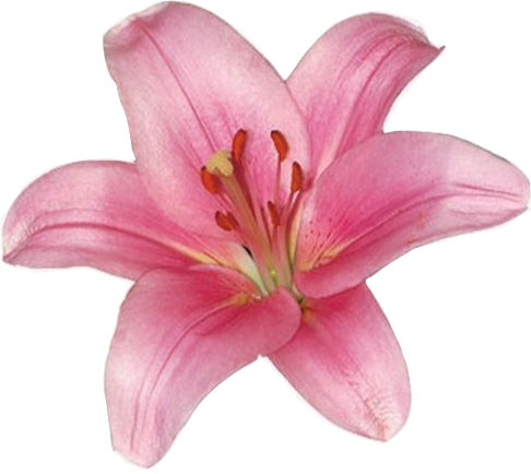 Pink lily flower with yellow and orange stamens and green pistil