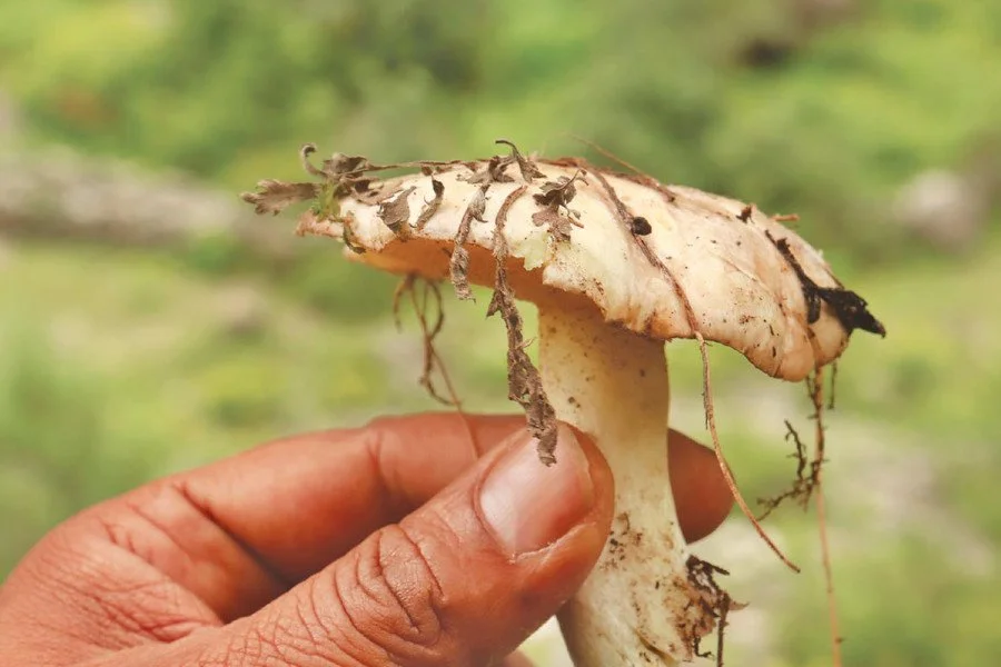The Kathmandu Post: Everest region is calm during monsoon. But mushrooms can be a new draw for trekkers