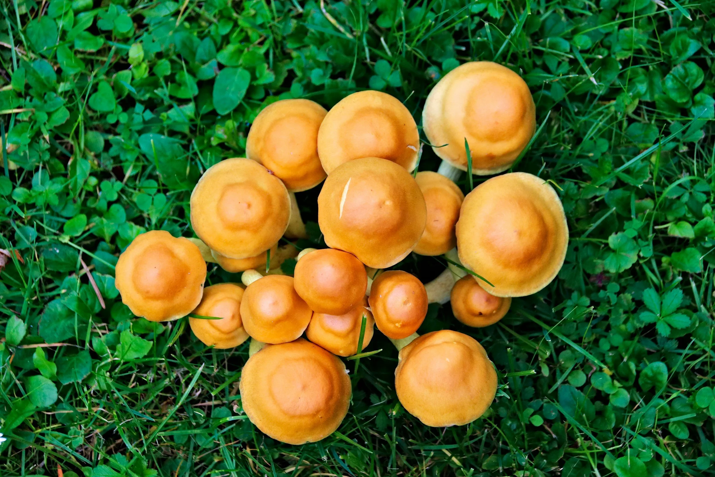 Wall Street Journal: Inside the Weird and Wild World of ‘Mushroom Tourism’