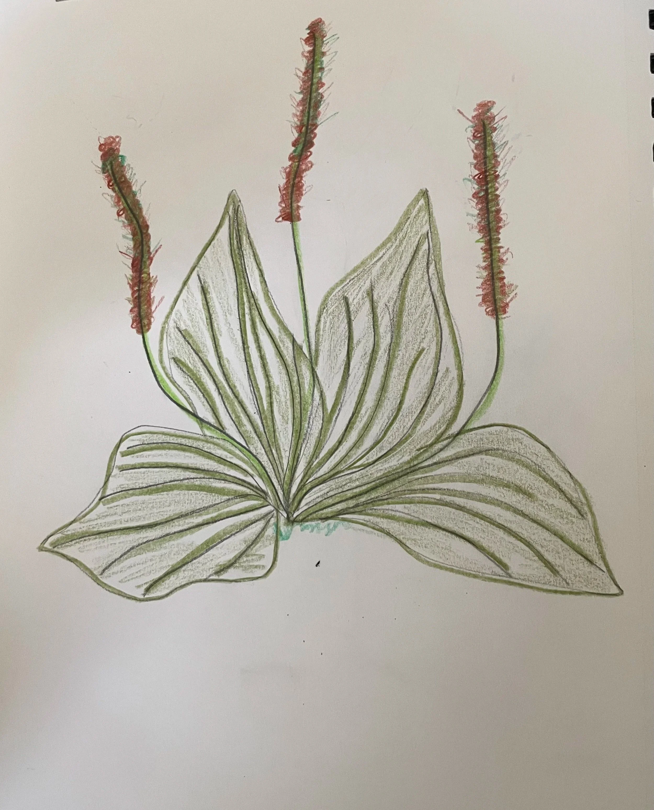 Plantain, 2025. Colored pencils on paper.