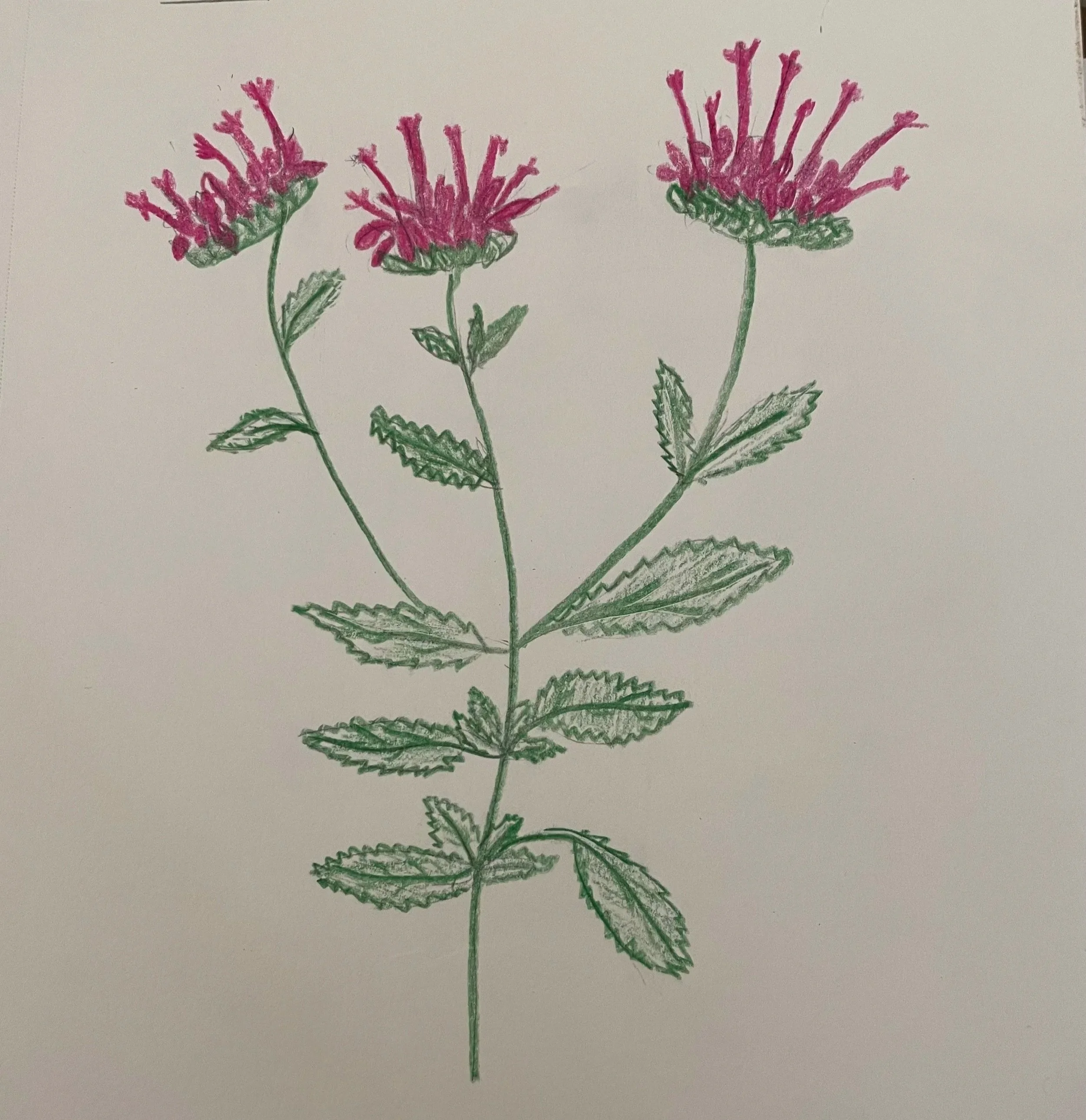 Bee Balm, 2025. Colored pencils on paper.