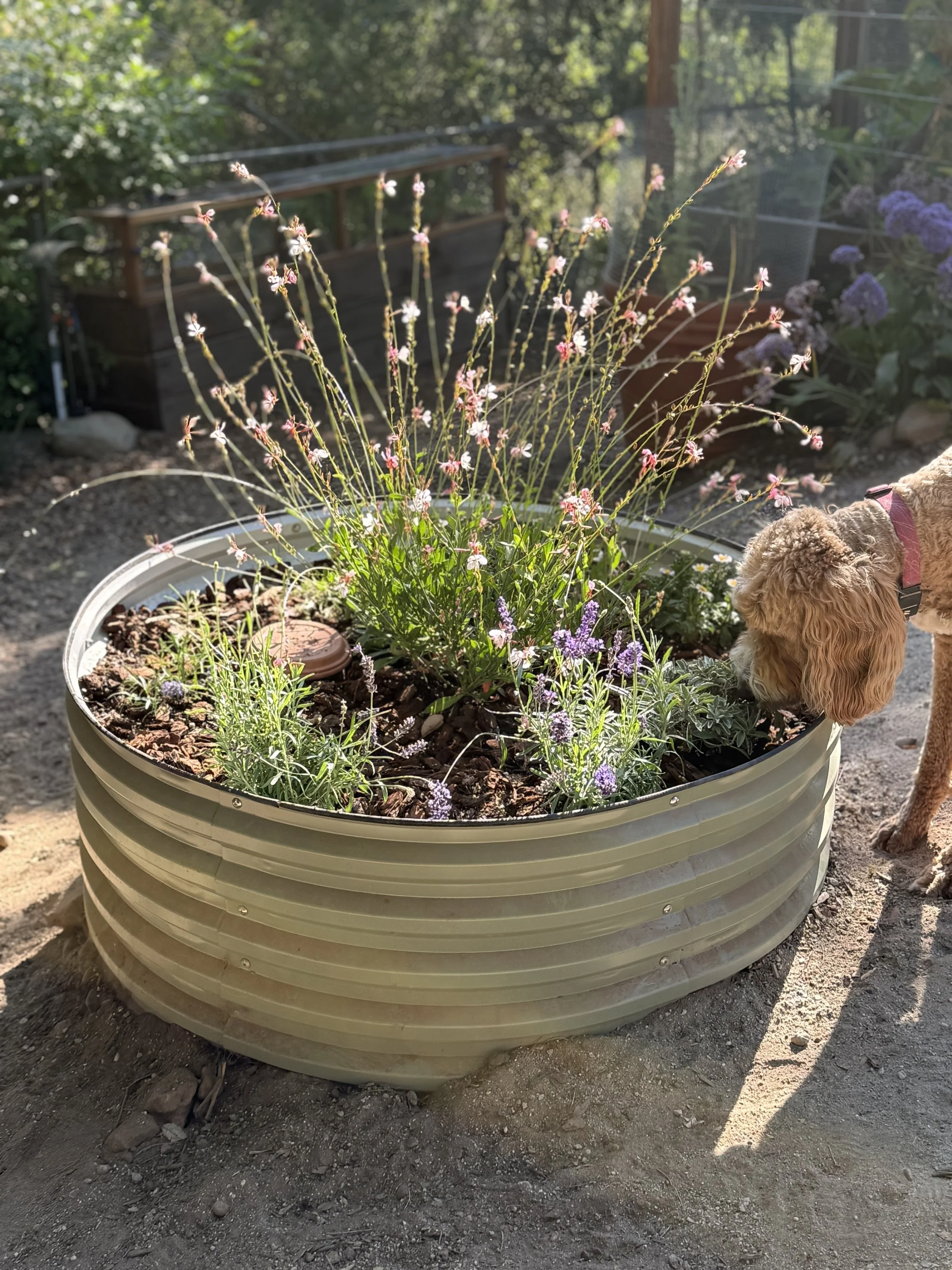 🪴 Native-ish Refresh
After taking stock of my garden, I realized I wasn’t growing many true California natives. So when my artichoke gave up in the round garden bed, I decided to pivot. I made a trip to City Farmers, where butterflies were everywher