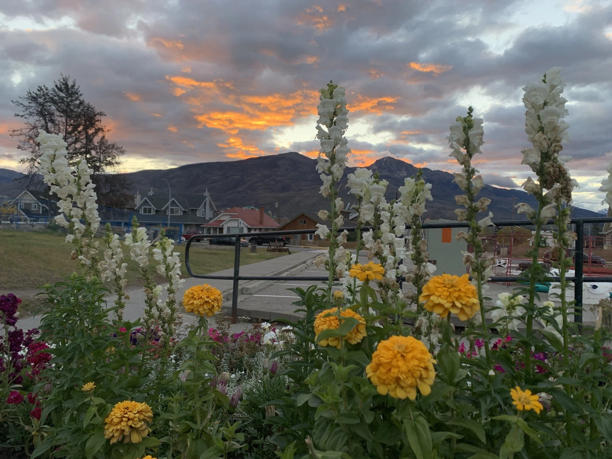 A garden with yellow marigolds and white snapdragons in front of a mountain landscape at sunset, with houses and a parking lot in the background.