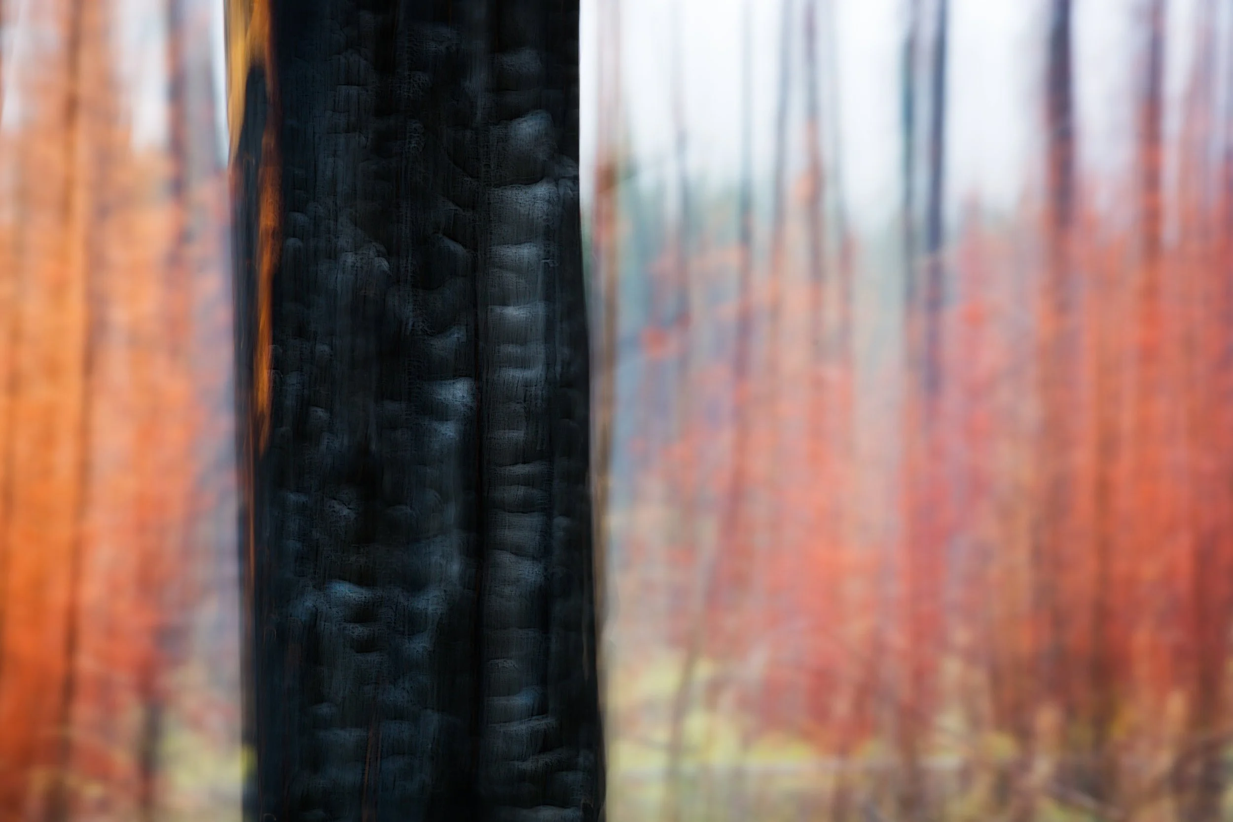 Charred tree trunk surrounded by blurred forest colors after a wildfire.