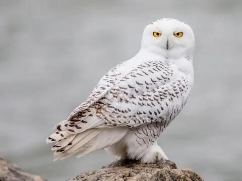 Advanced Owl