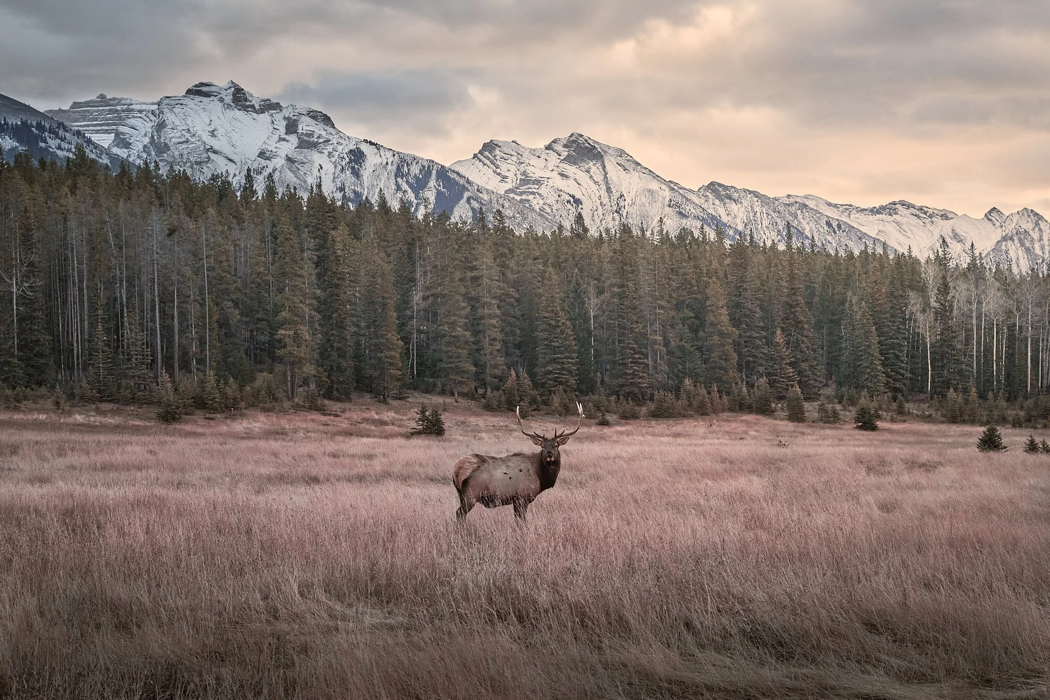 A deer with antlers standing in a grassy field with a backdrop of forested mountains and a cloudy sky.