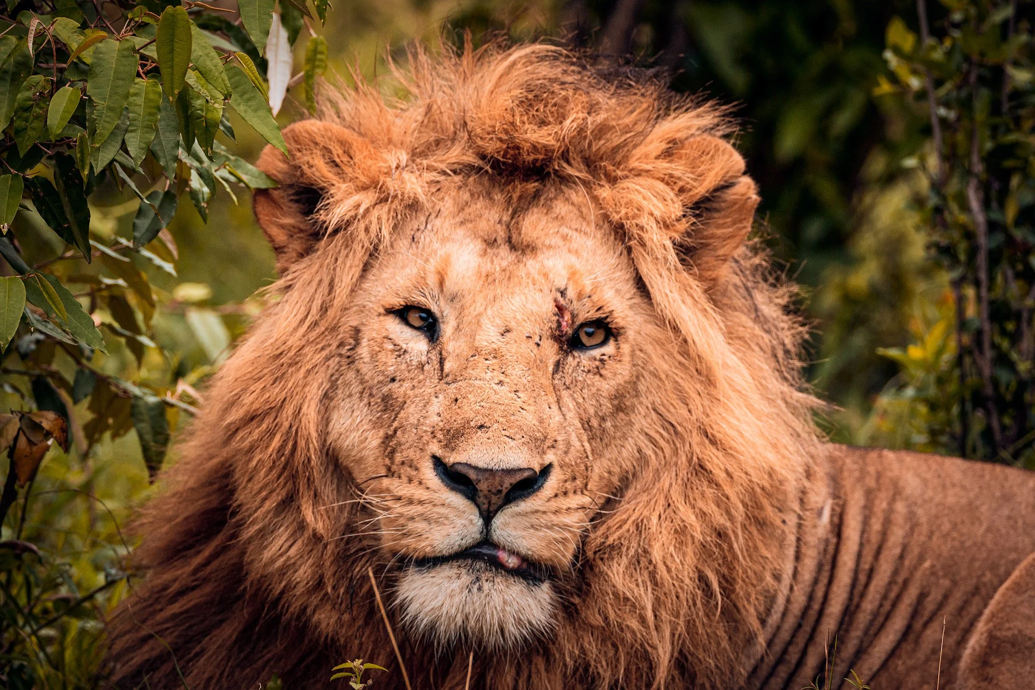 A close-up of a male lion with a thick mane, resting among green foliage, with scars on its face.