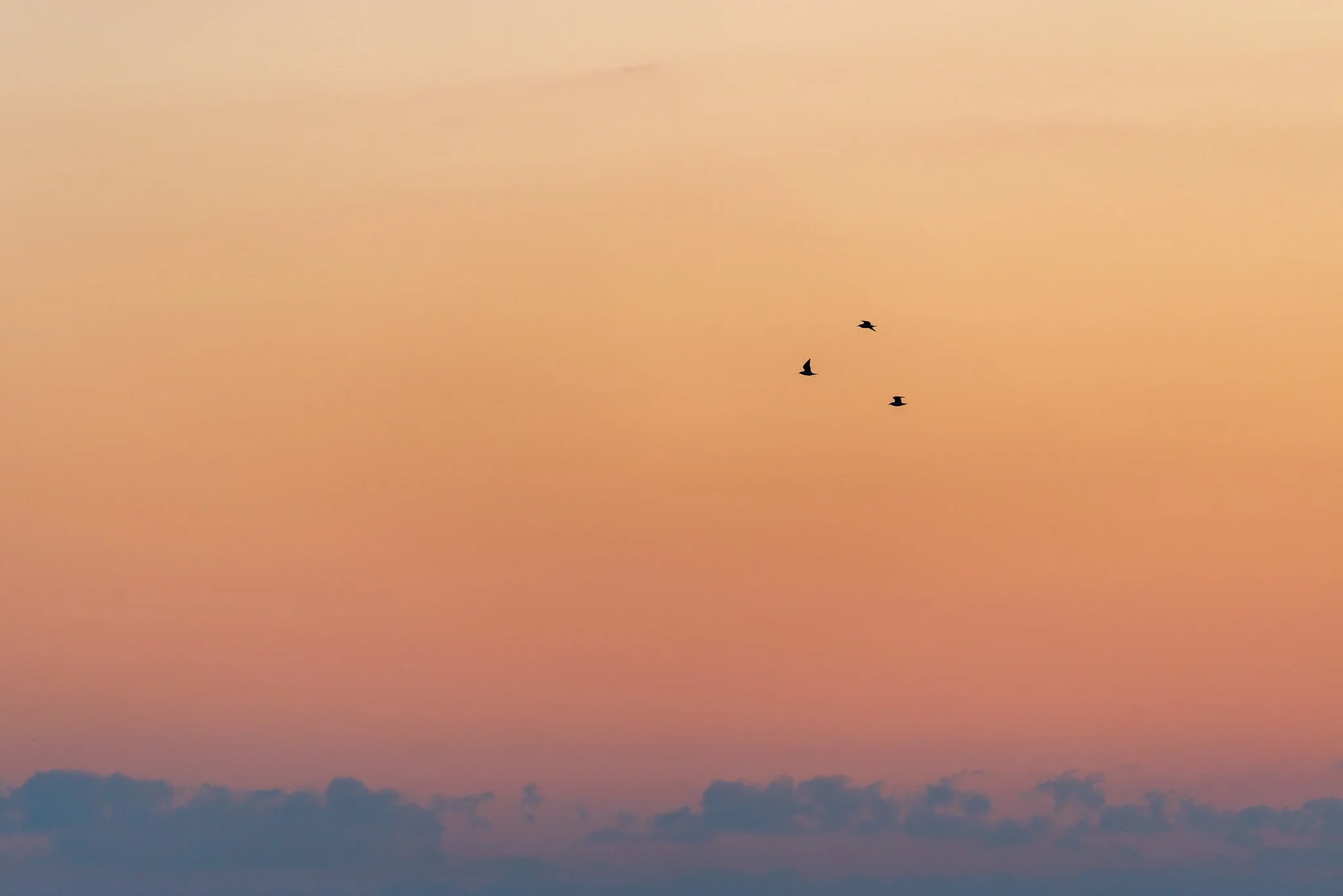 Four birds flying in the sky against a peach-colored sunset with dark clouds at the horizon.