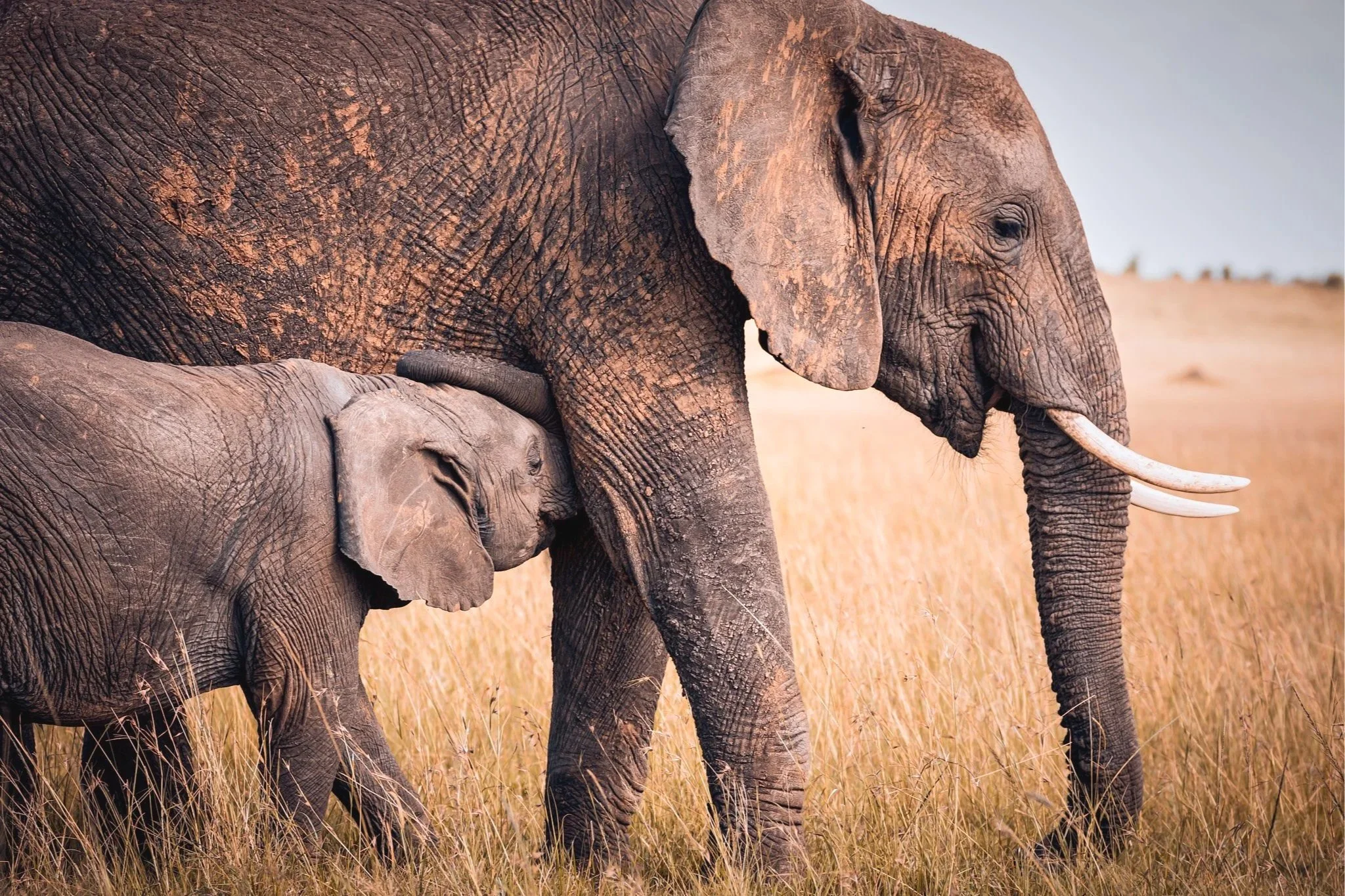 mother and son, Masai Mara, Kenya