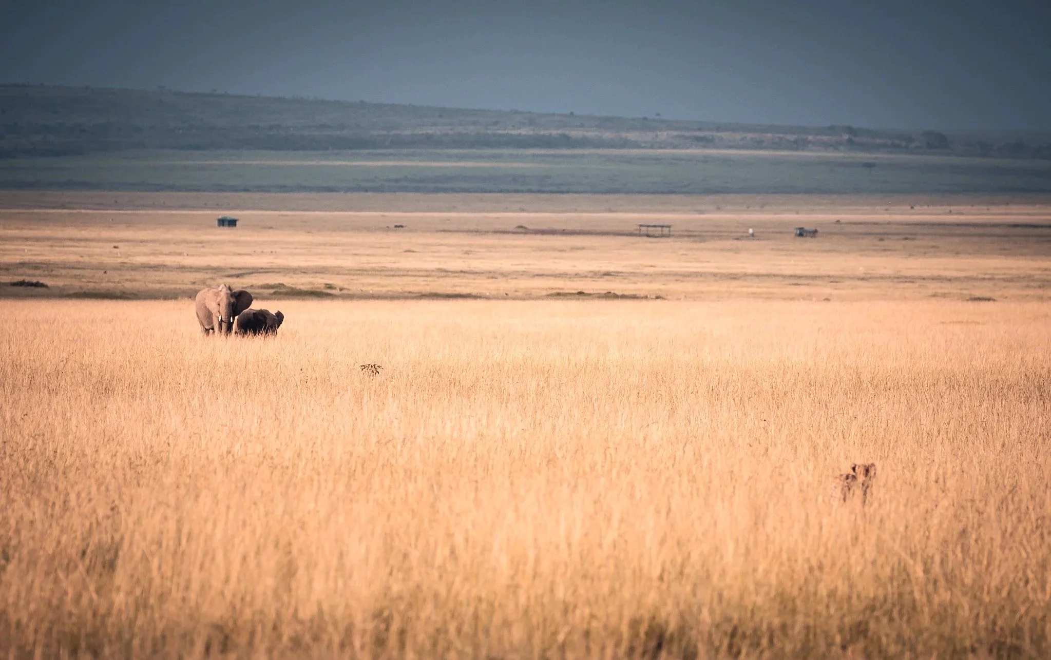 Cheetah hunting in Masai Mara, Kenya