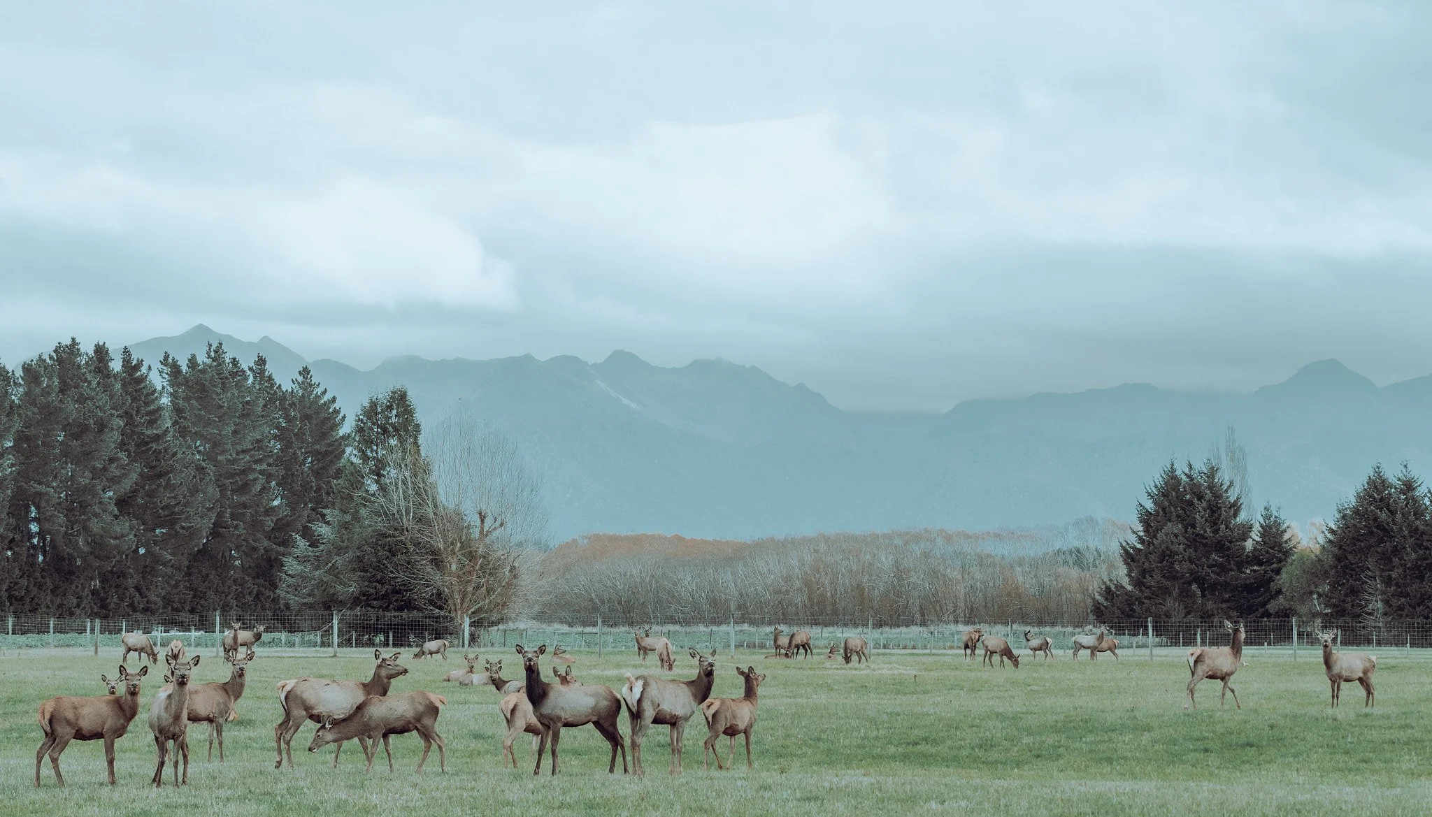 Deer grazing on a grassy field with trees, a fence, and mountains in the background under cloudy skies.