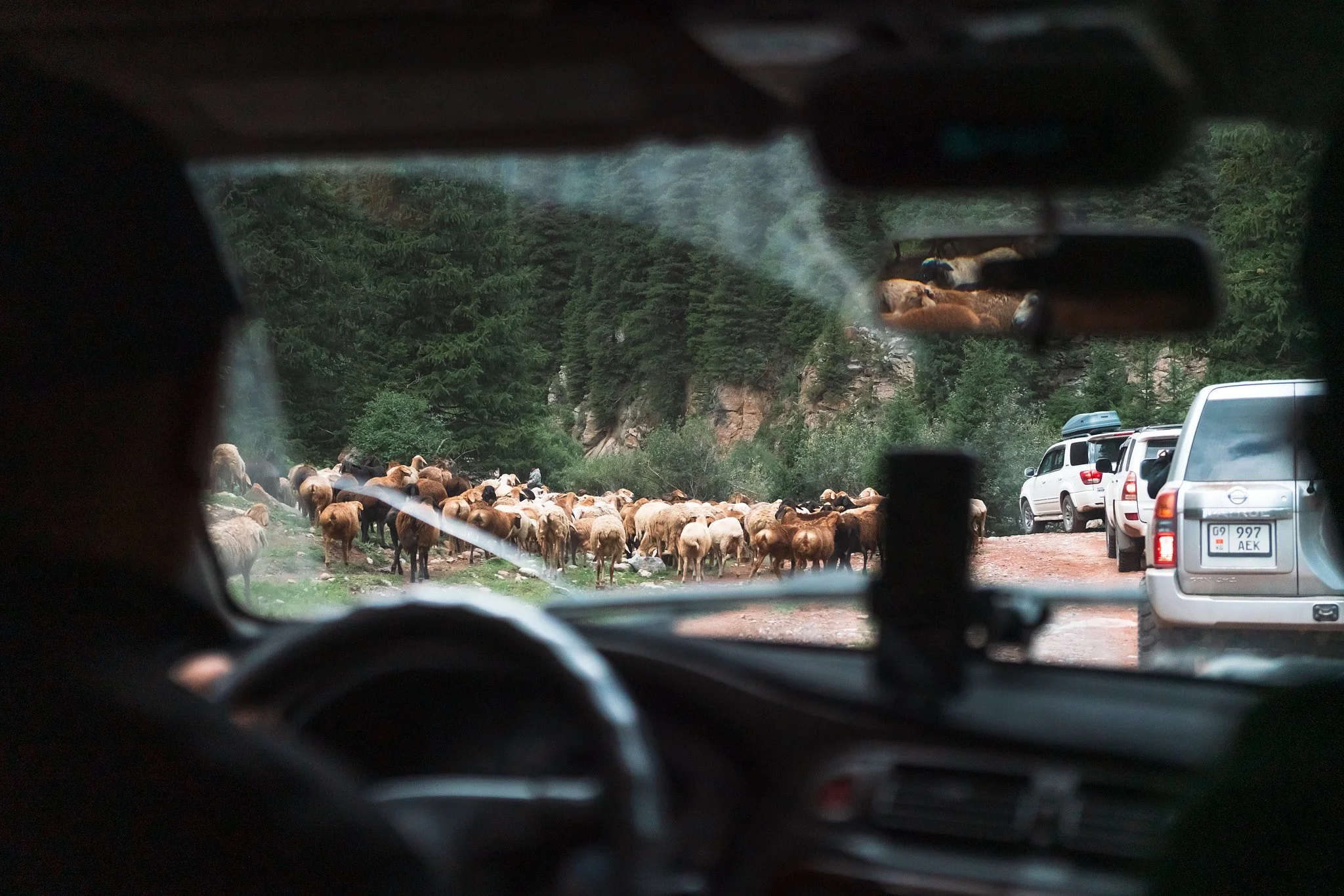 View from inside a vehicle looking out at a herd of cows and sheep on a dirt road with trees and rocky cliffs in the background.