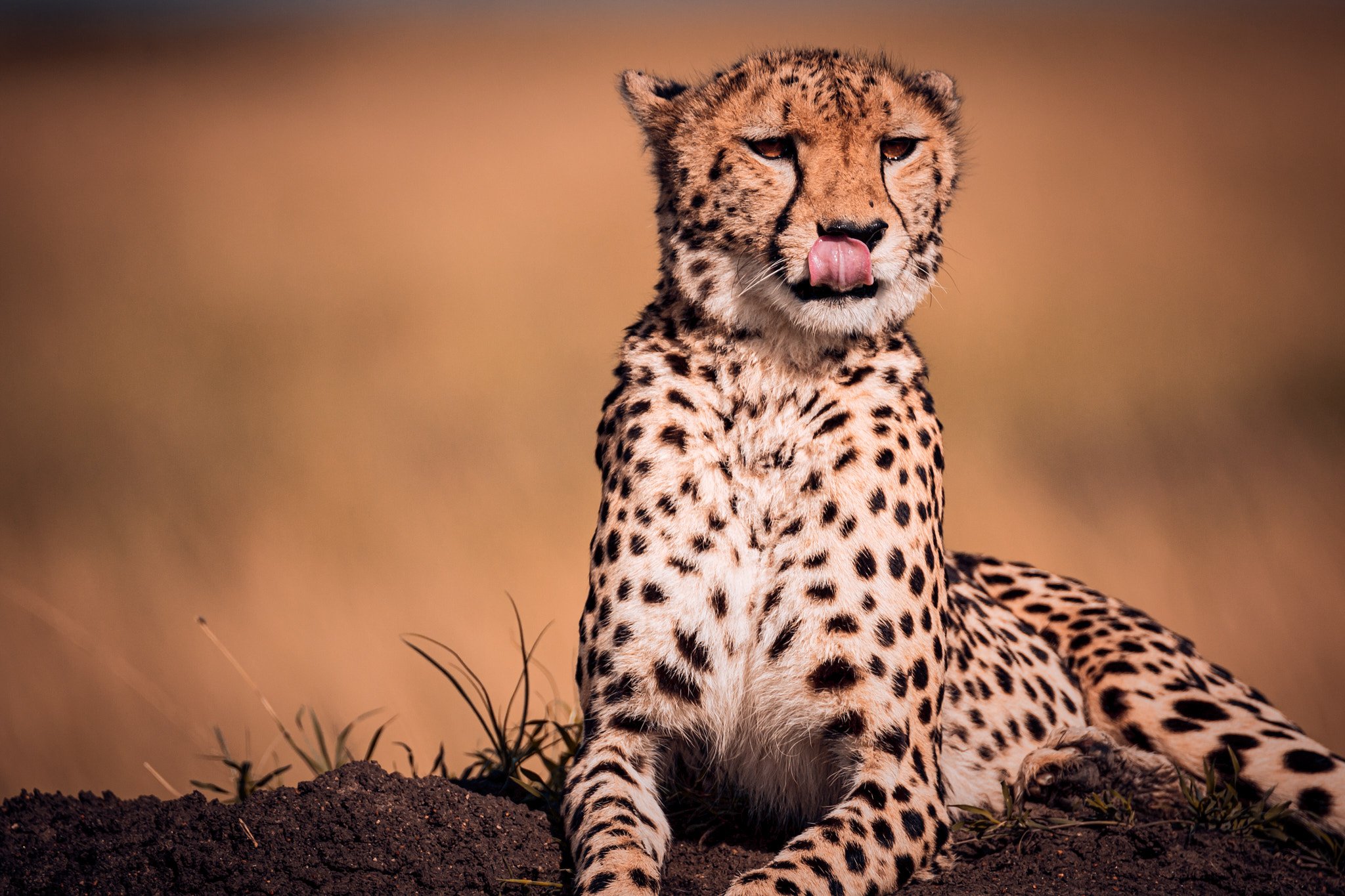 A cheetah sitting on the ground with a blurred natural background, licking its nose.