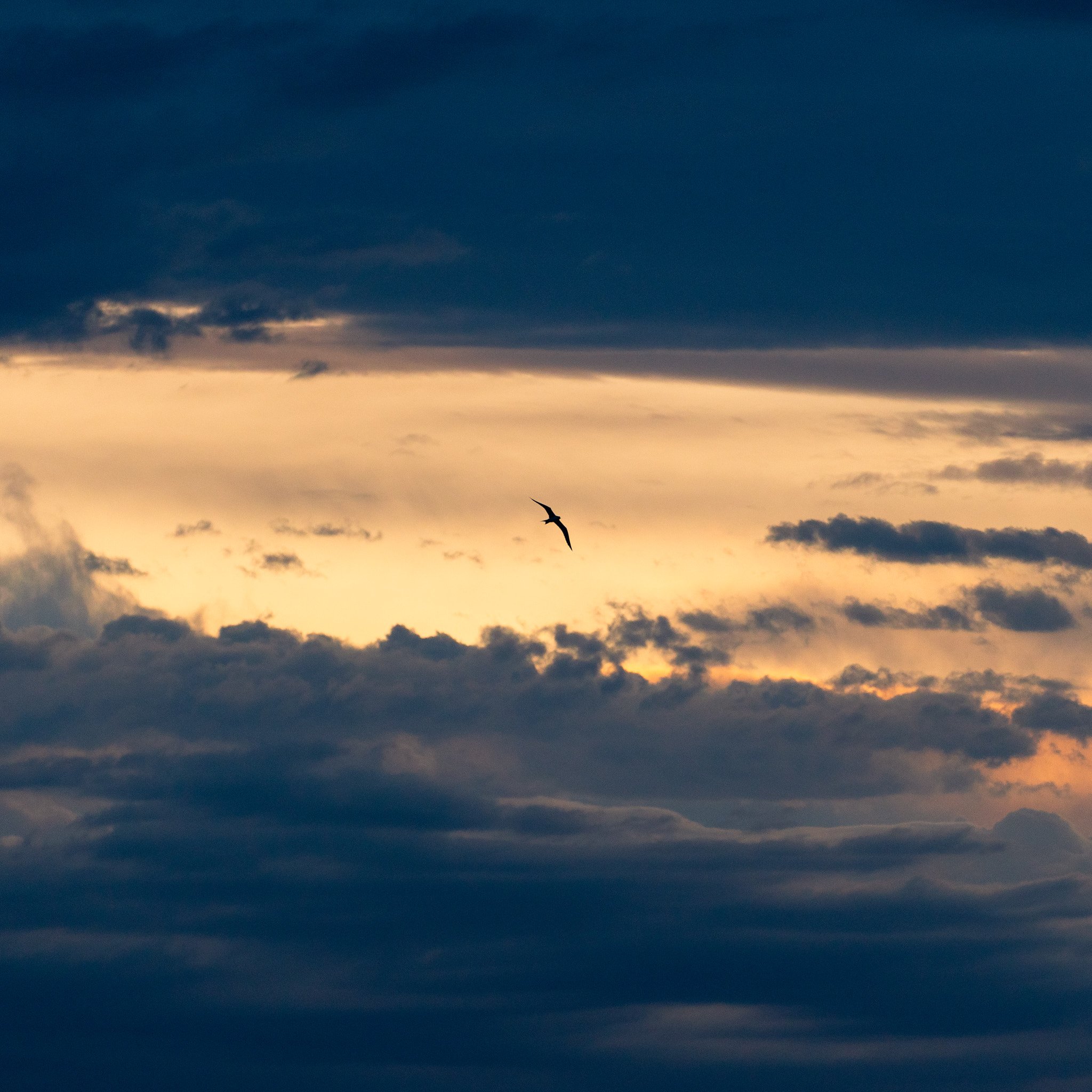 A bird flying in a sky filled with clouds during sunset or sunrise.