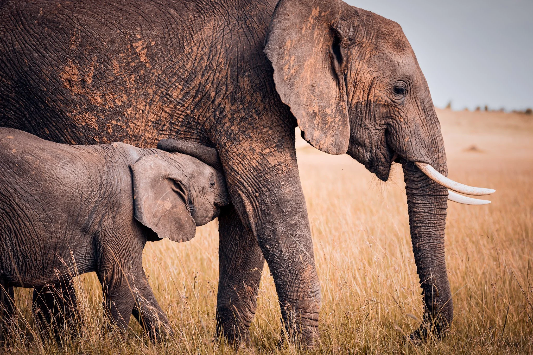 A baby elephant is nursing from its mother in a grassy plain.