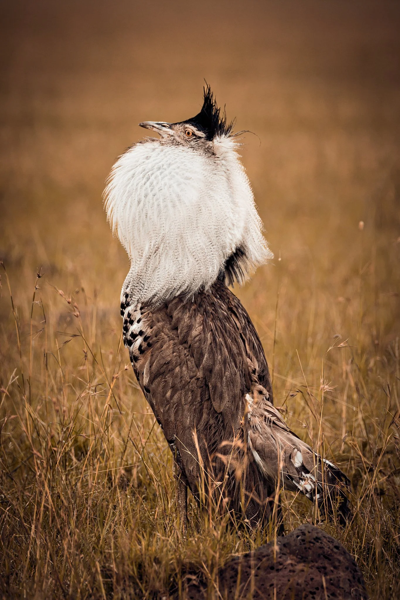 A bird of prey, likely a Philippine Eagle, standing on a grassy terrain with a blurred brown background.